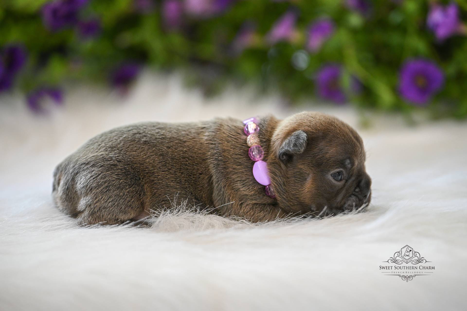 Bentley & Hazel Litter 4-26-26 - French Bulldog Puppies in Alabama - Blue Fawn Sable Female