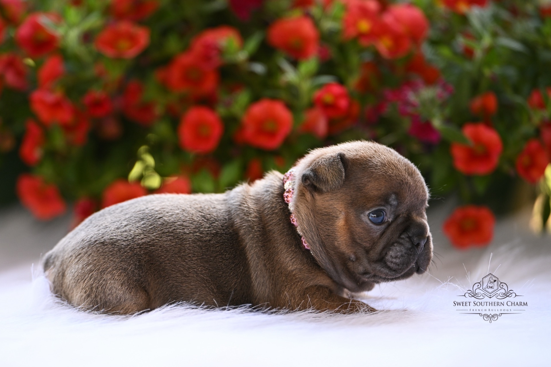 Bentley & Hazel Litter 4-26-26 - French Bulldog Puppies in Alabama - Blue Fawn Sable Female_2