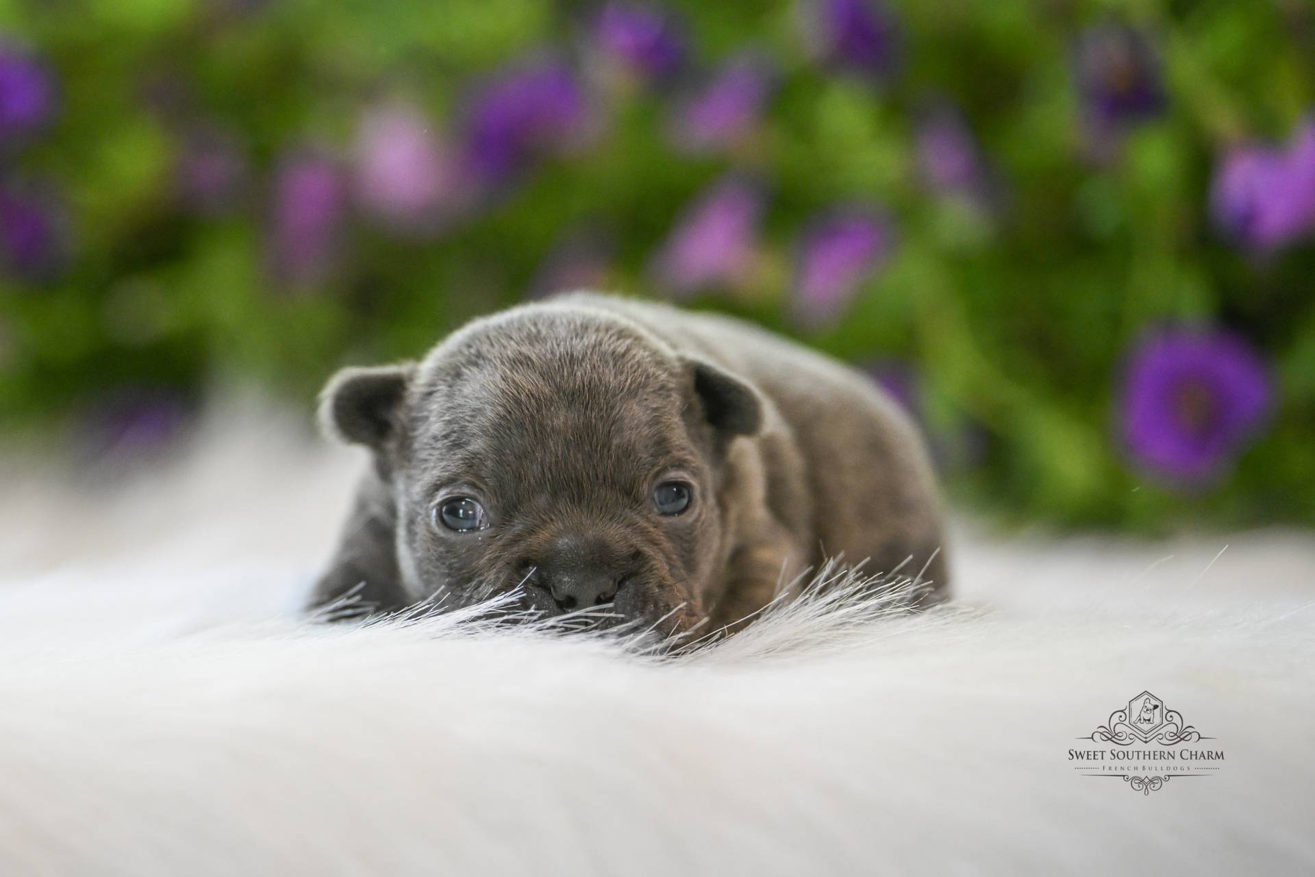 Bentley & Hazel Litter 4-26-26 - French Bulldog Puppies in Alabama - Blue Male