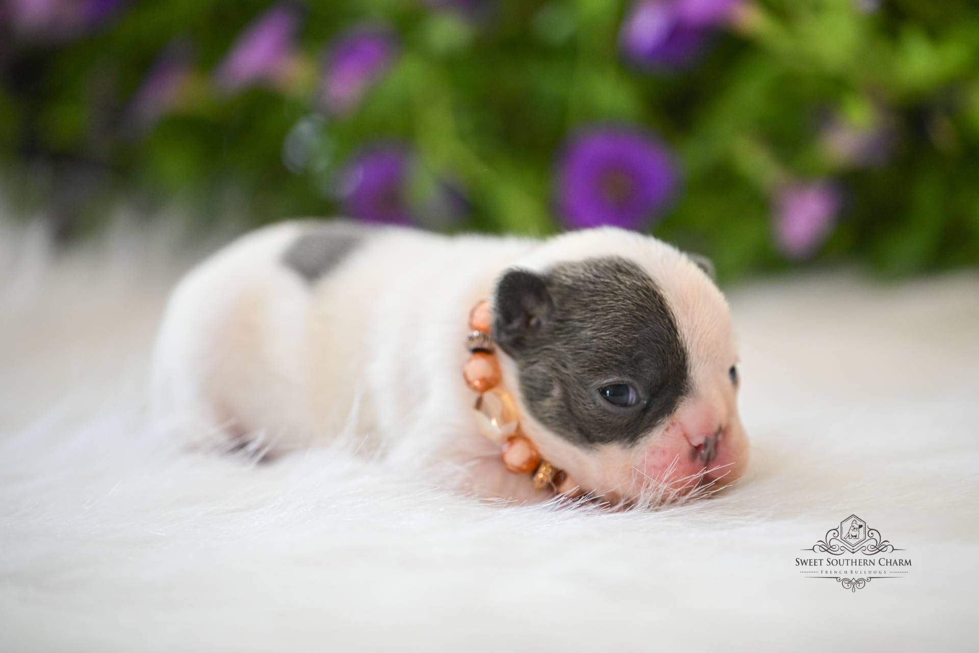 Bentley & Hazel Litter 4-26-26 - French Bulldog Puppies in Alabama - Blue Pied Female
