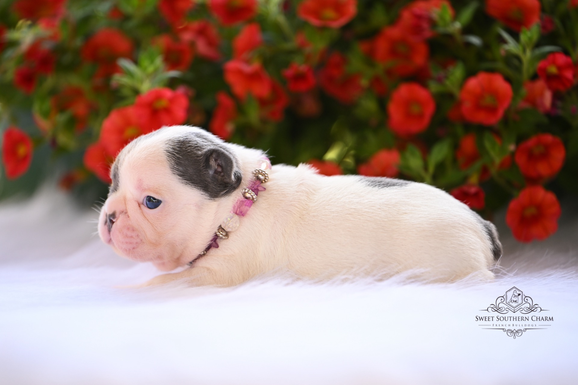Bentley & Hazel Litter 4-26-26 - French Bulldog Puppies in Alabama - Blue Pied Female_2