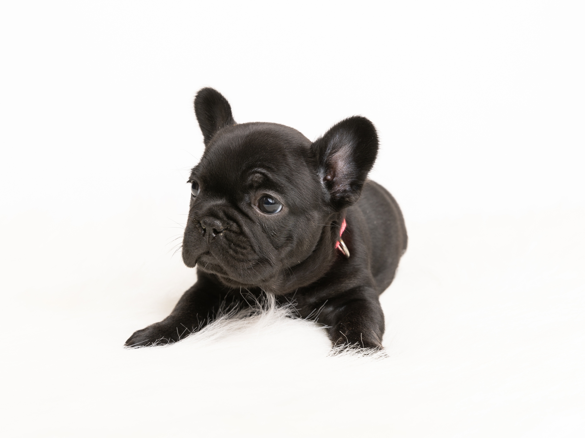 Black Female French Bulldog Puppy - DOB 12-14-24_7-2