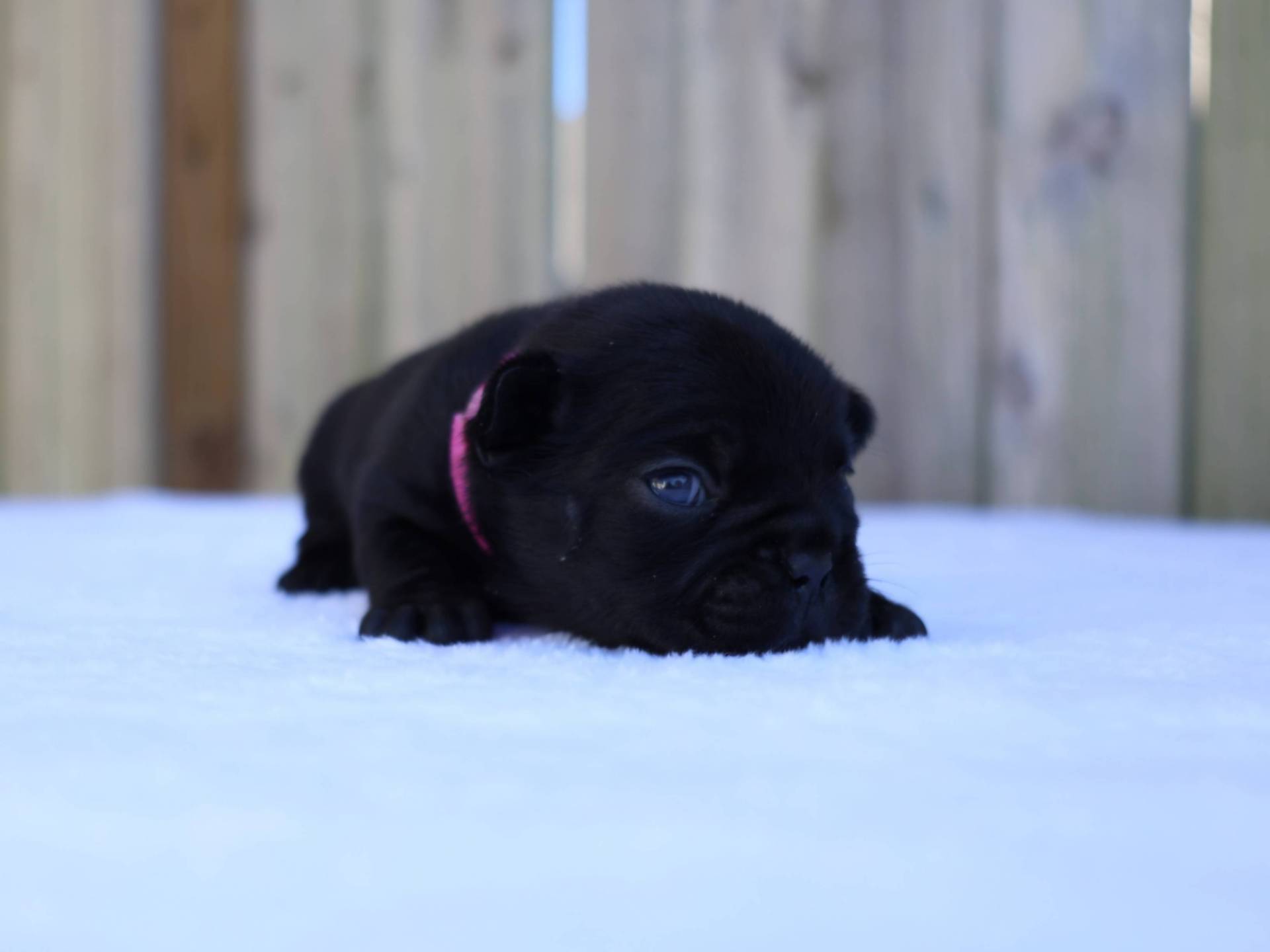 Black Female French Bulldog Puppy - DOB 12-14-24_7