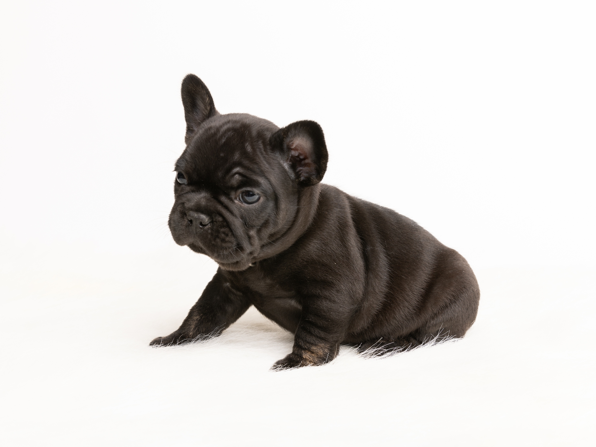 Black Male French Bulldog Puppy - DOB 12-14-24_2-3