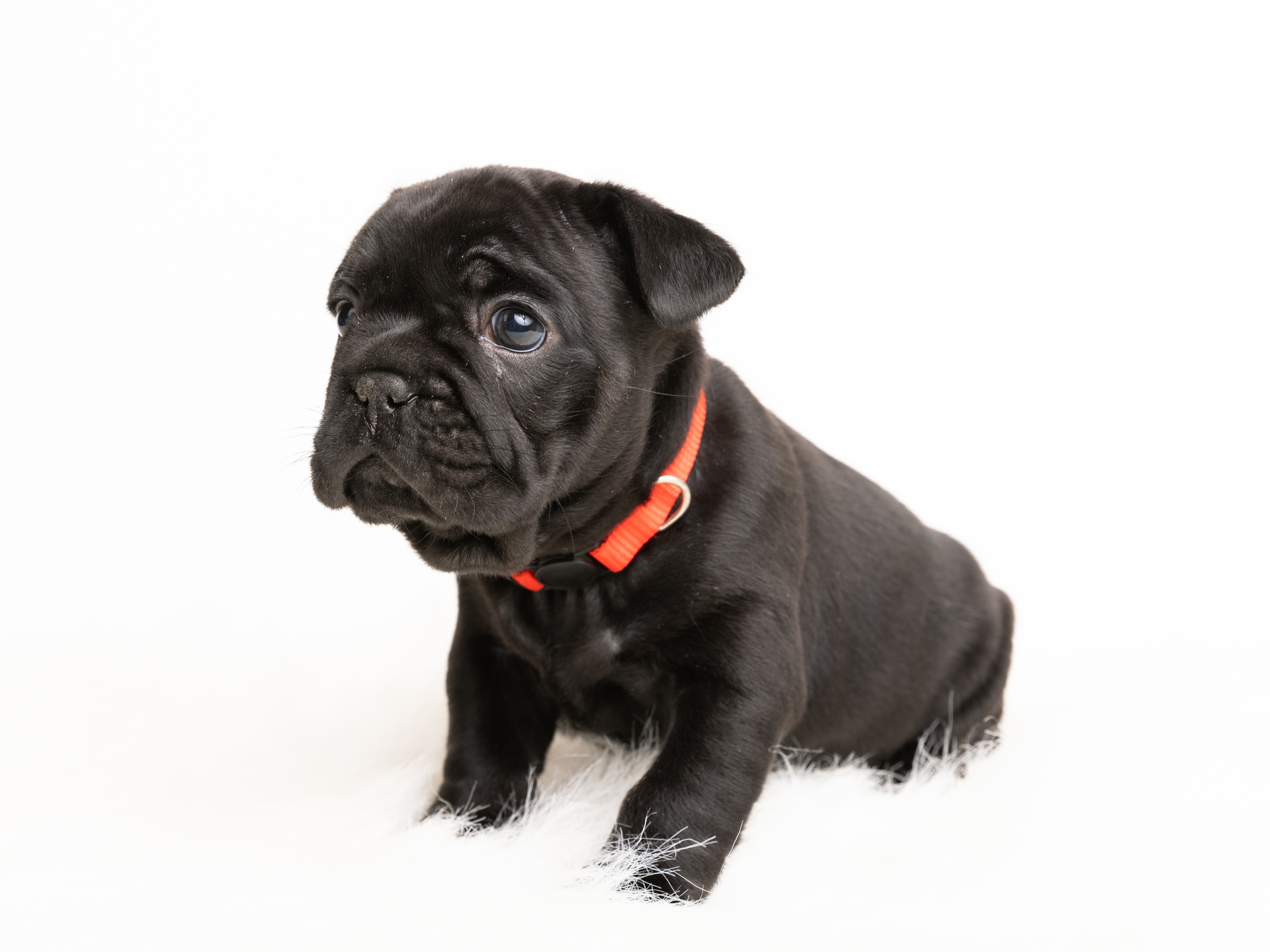 Black Male French Bulldog Puppy - DOB 12-14-24_5-3