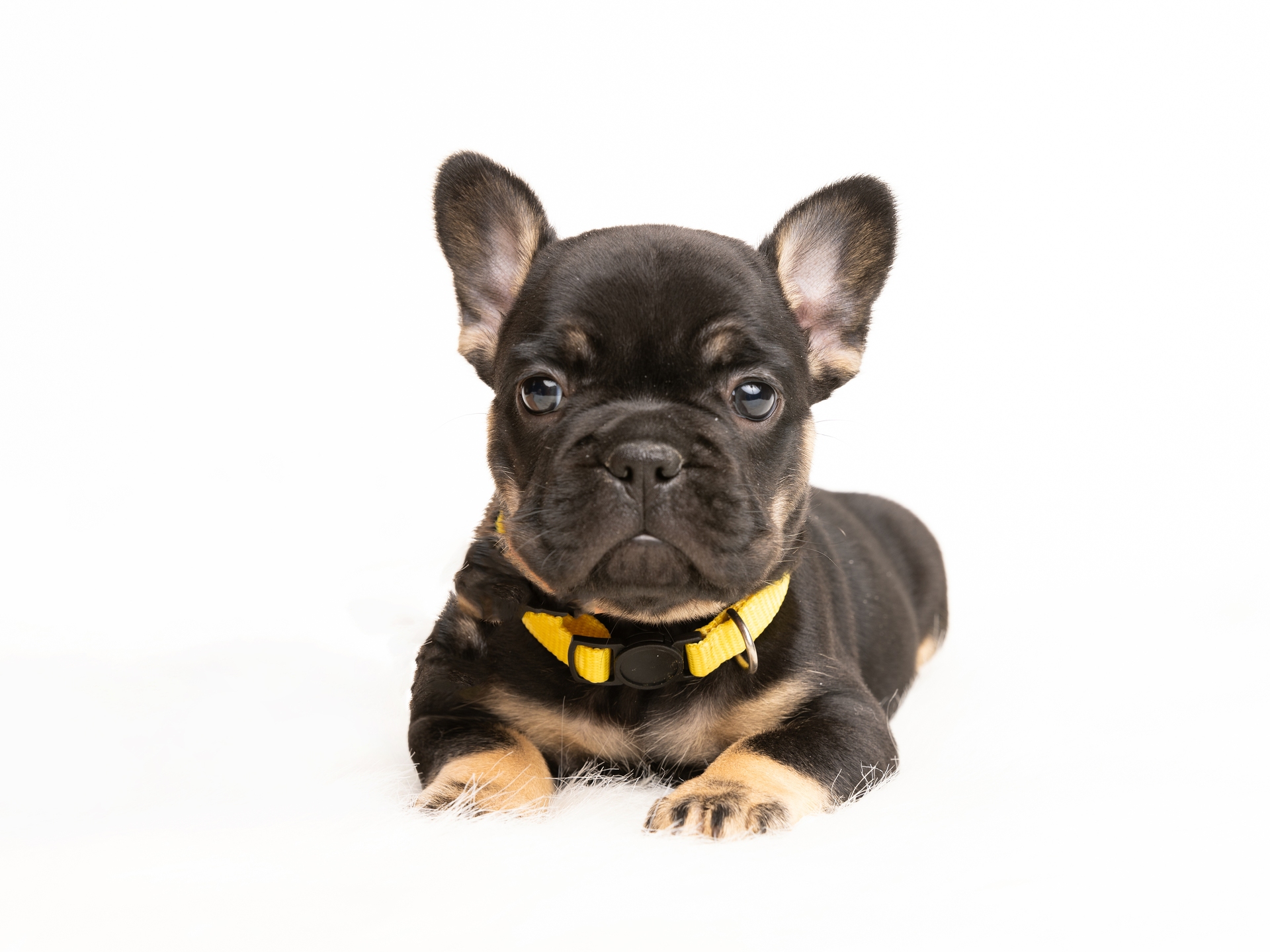 Black & Tan Female French Bulldog Puppy - DOB 12-14-24_6-2