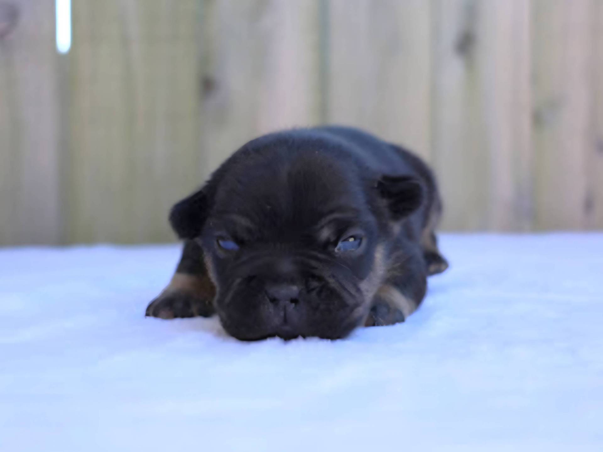 Black & Tan Female French Bulldog Puppy - DOB 12-14-24_6