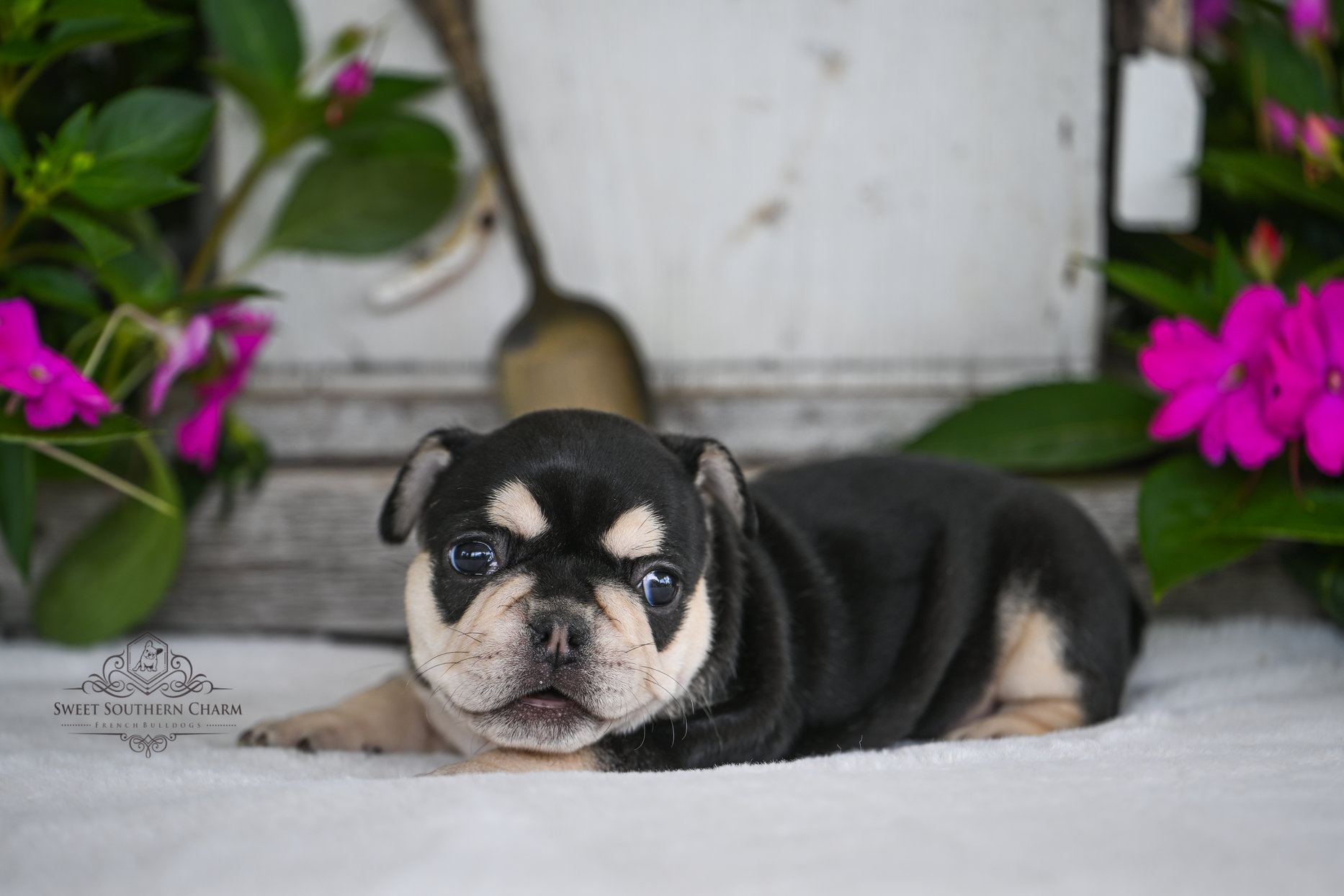 Black and Tan Female French Bulldog Puppy - Litter 5-14-25