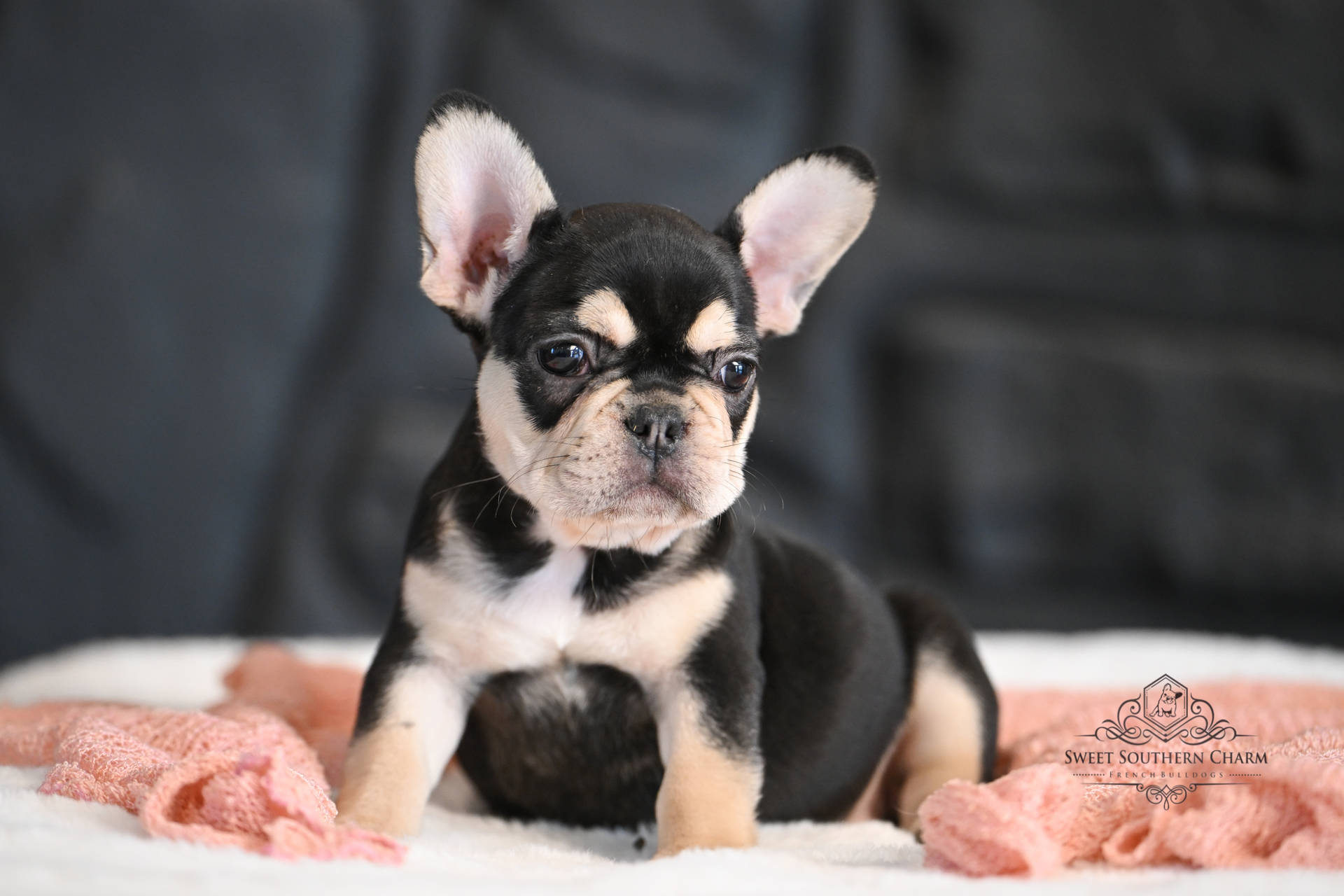 Black and Tan Female French Bulldog Puppy - Litter 5-14-25_2
