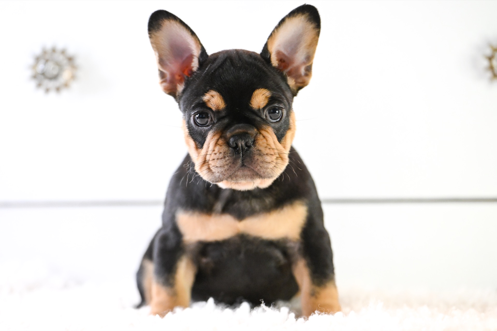 Black and Tan Female French Bulldog Puppy_Litter 11-25-25