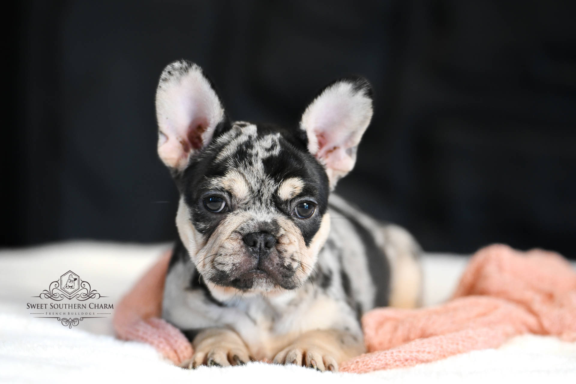 Black and Tan Merle Female French Bulldog Puppy - Litter 5-14-25_2