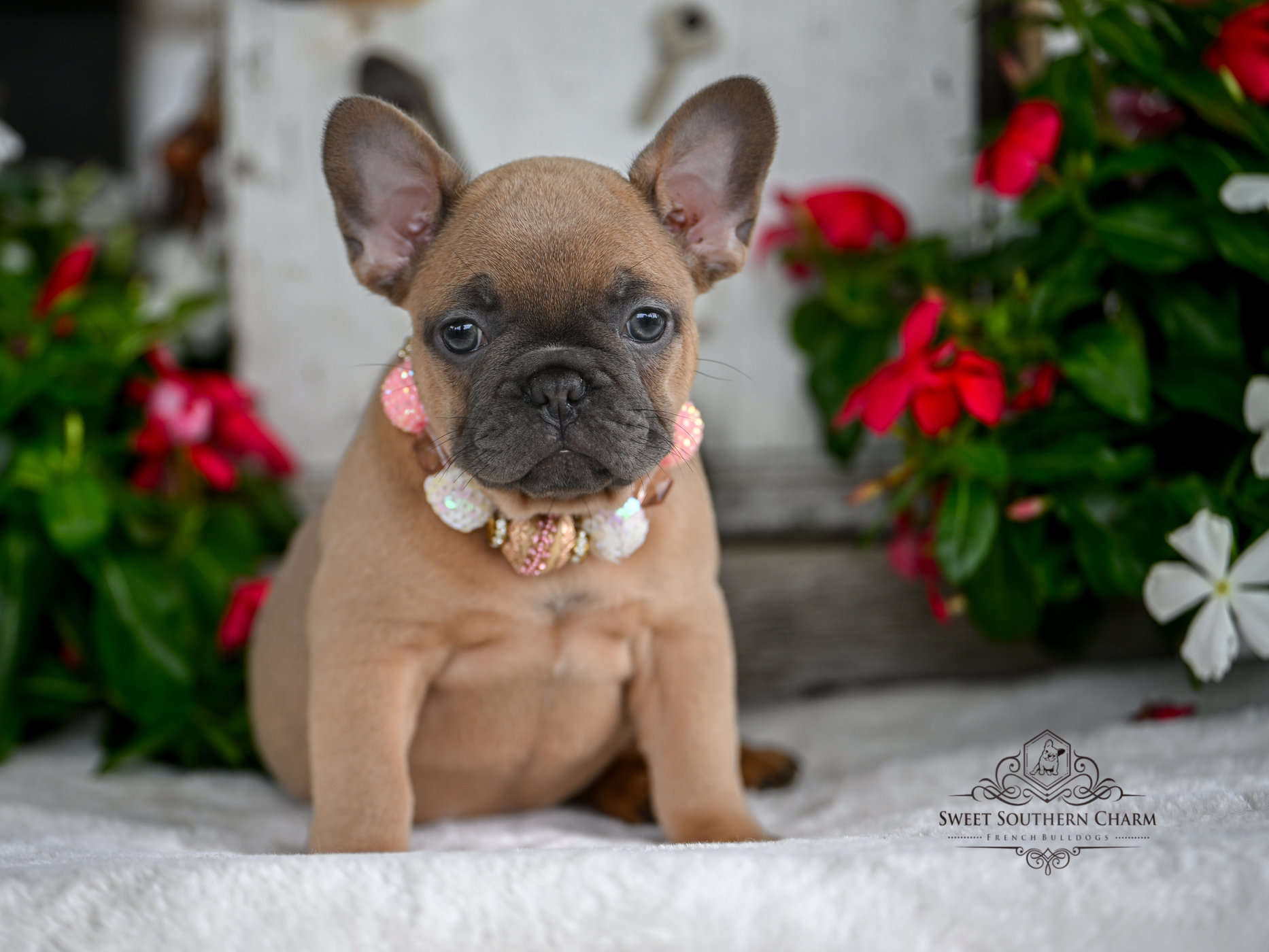 Blue Fawn Female French Bulldog Puppy 2 - Litter 4-3-25