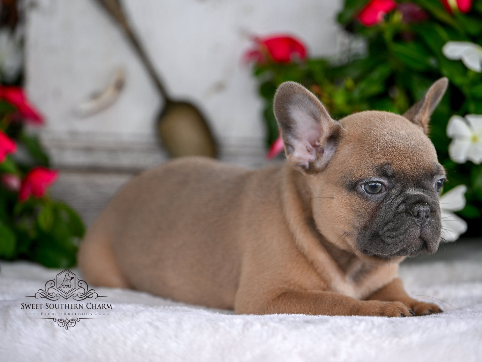Blue Fawn Male French Bulldog Puppy 5 - Litter 4-3-25