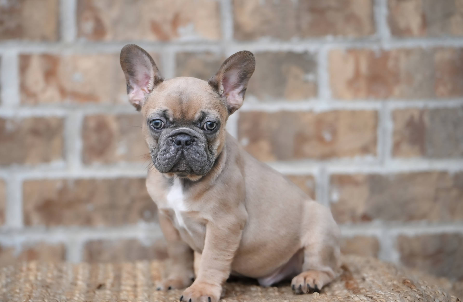 Blue Fawn Male French Bulldog Puppy_Litter 12-21-25