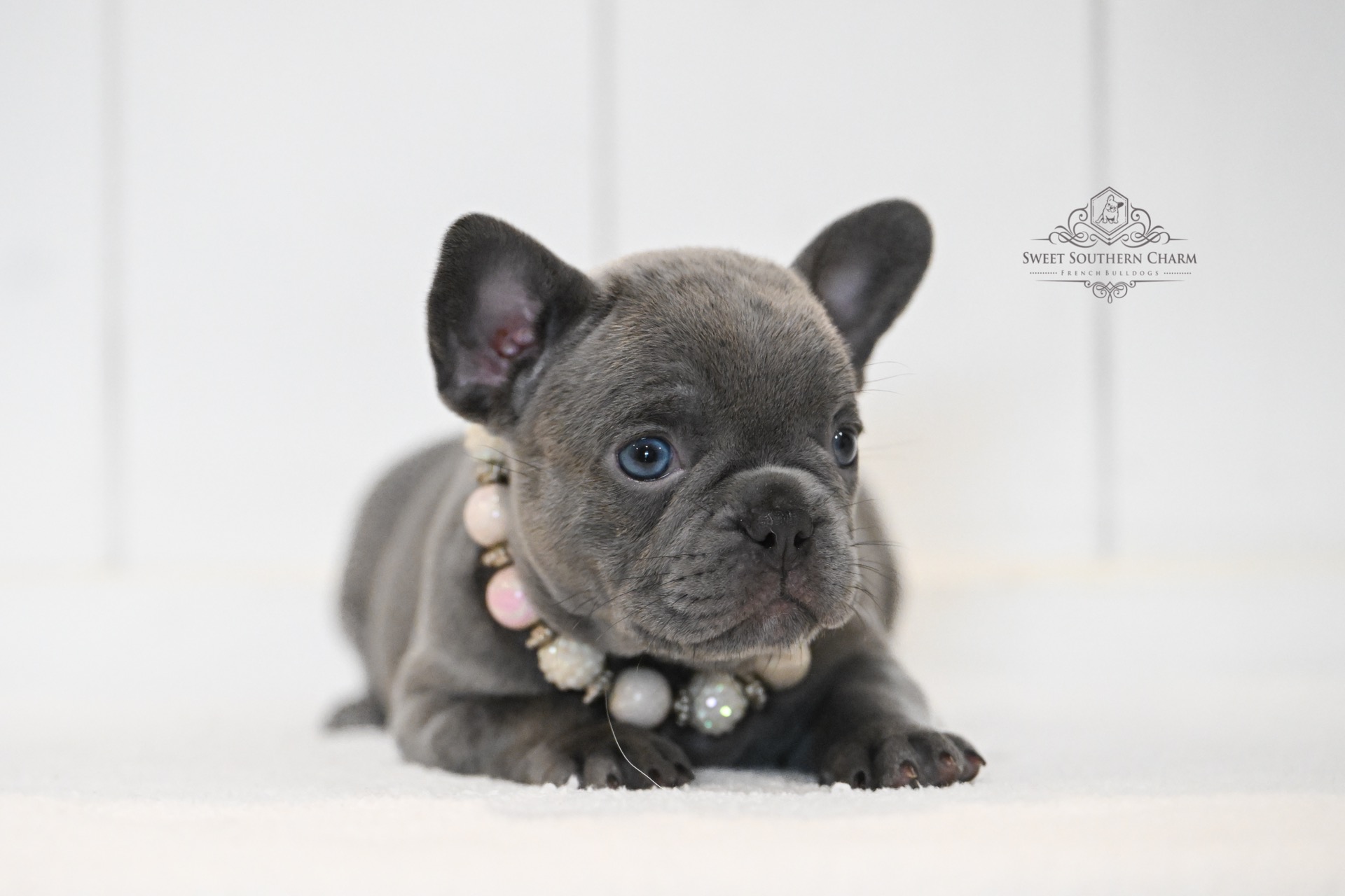 Blue Female French Bulldog Puppy - Annabelle Lux Litter 11-18-25