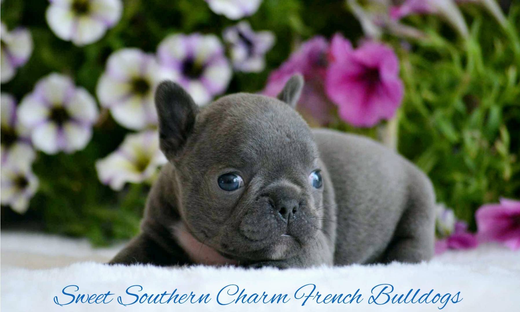 Blue Male French Bulldog Puppy_Litter 2_05-22-24