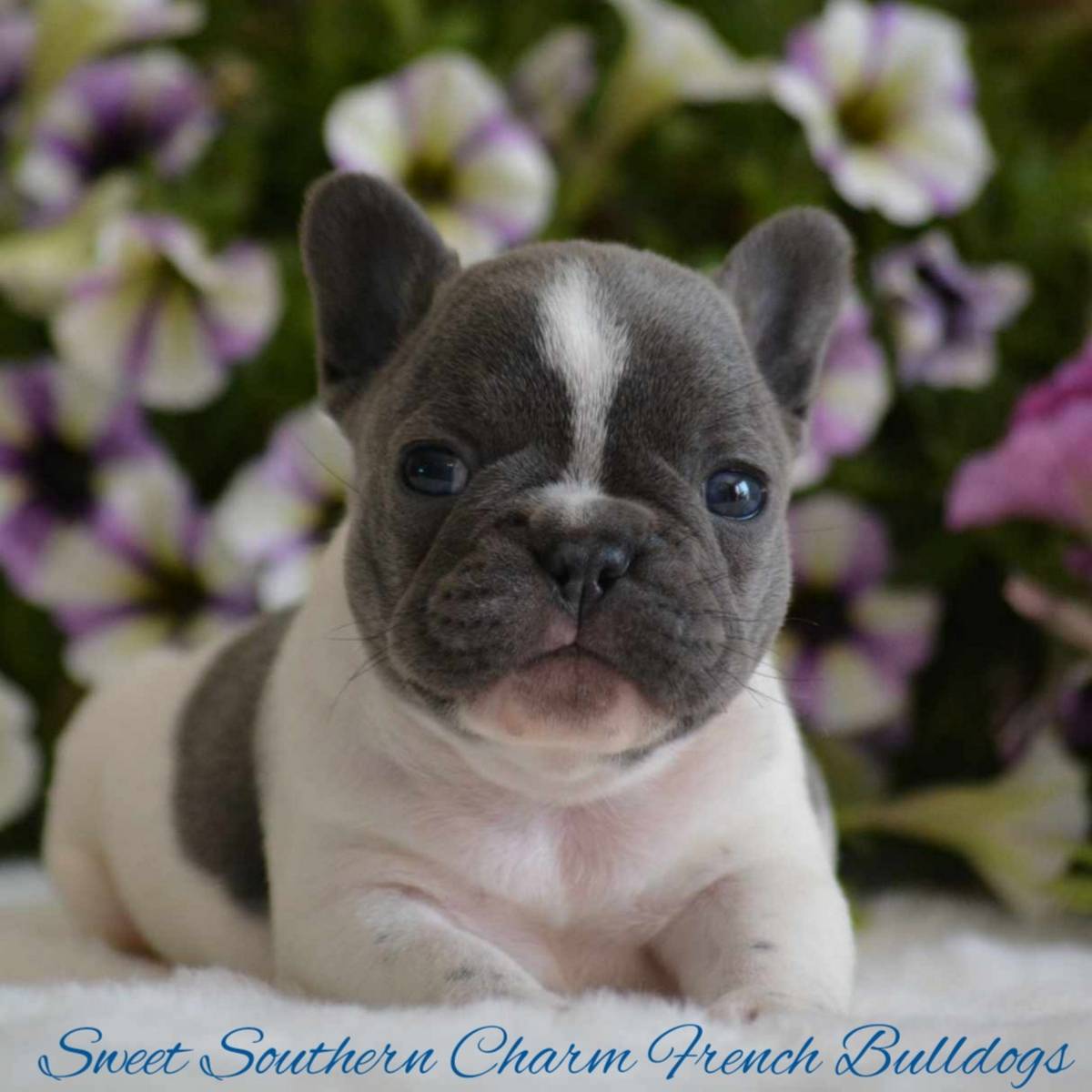 Blue Pied Male French Bulldog Puppy_Litter 2_05-22-24