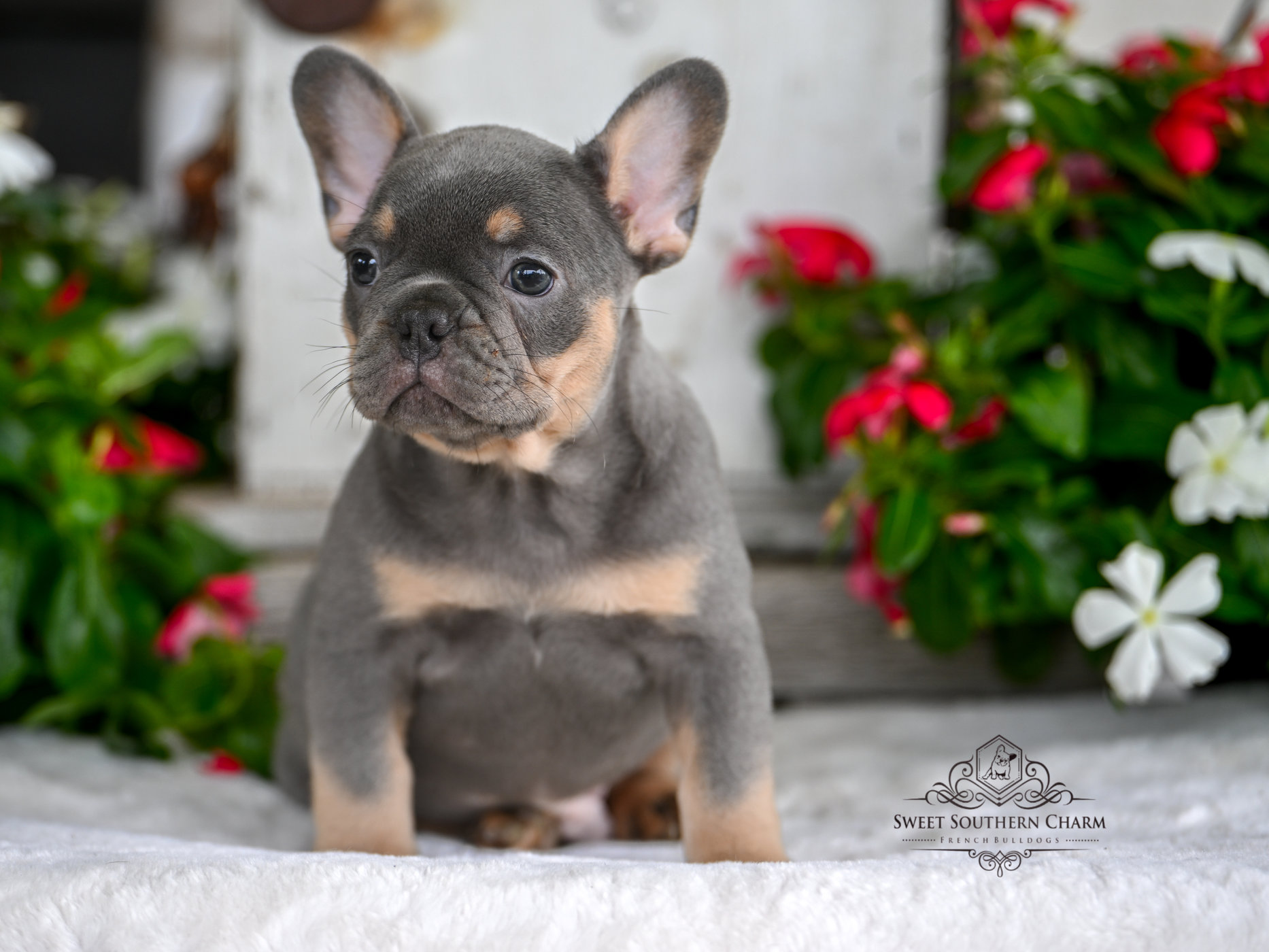 Blue & Tan Male French Bulldog Puppy 1 - Litter 4-3-25