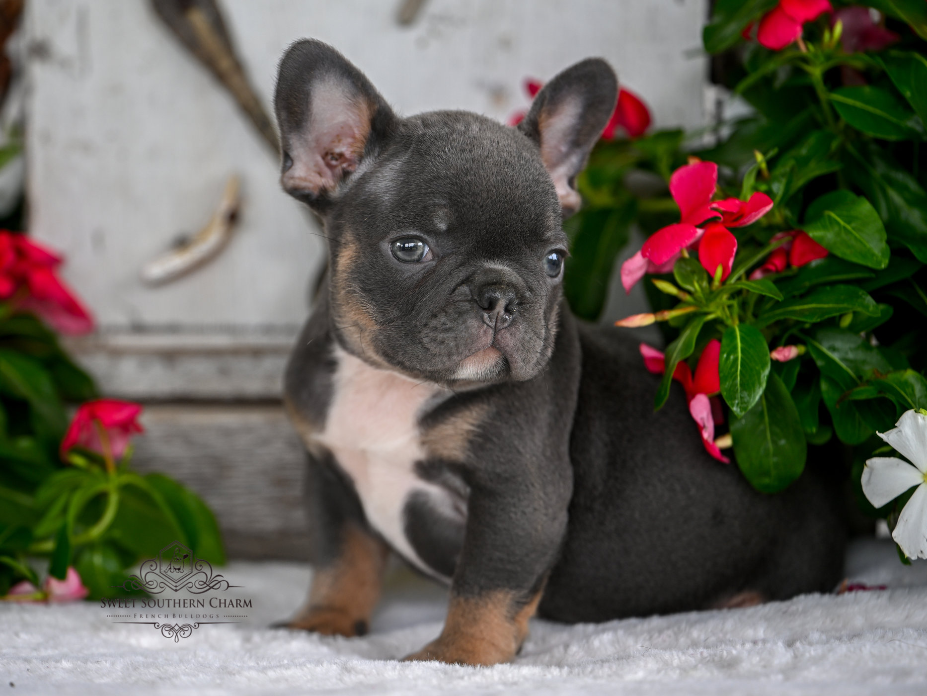Blue & Tan Male French Bulldog Puppy 3 - Litter 4-3-25