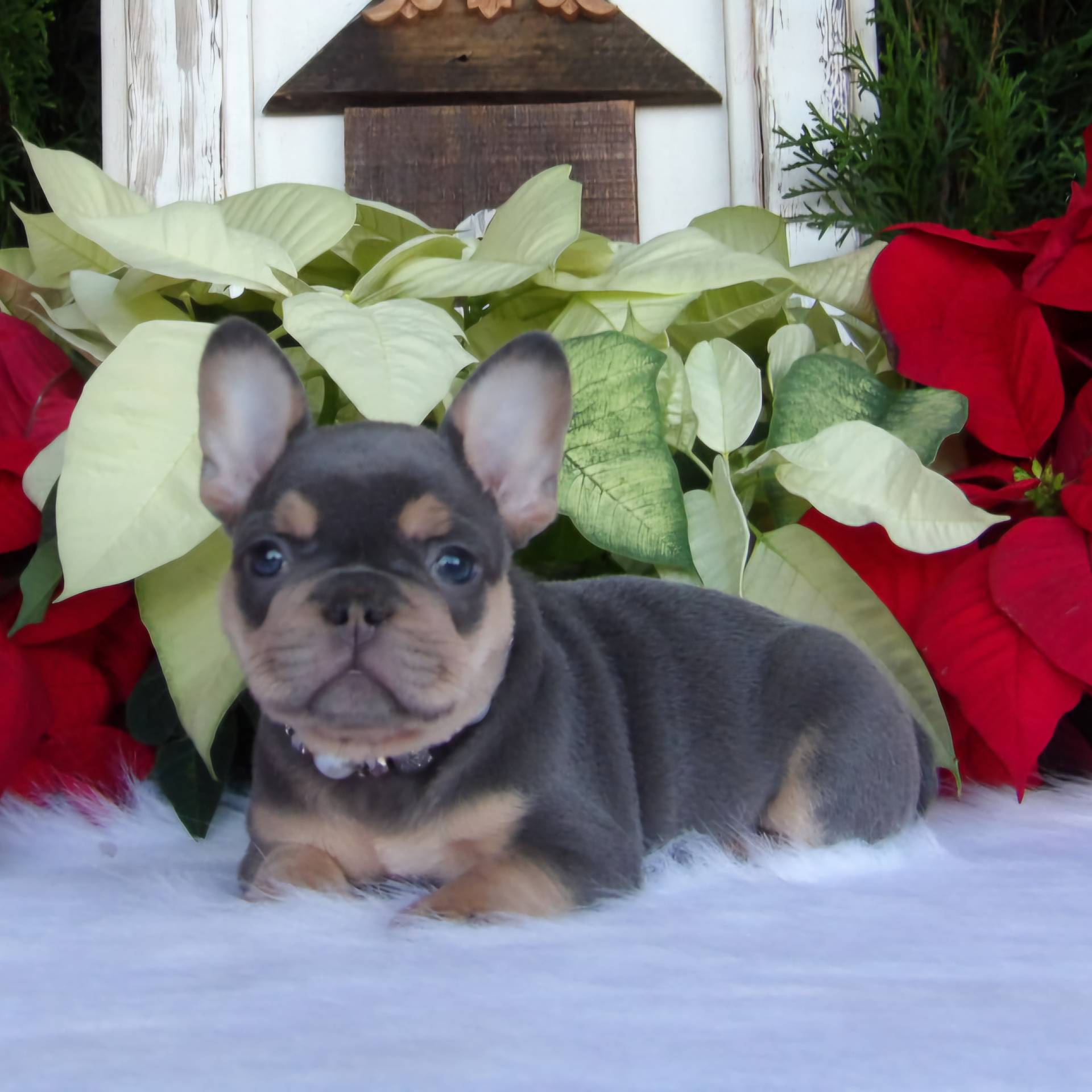 Blue & Tan Male French Bulldog Puppy in Alabama - Born 10-15-24