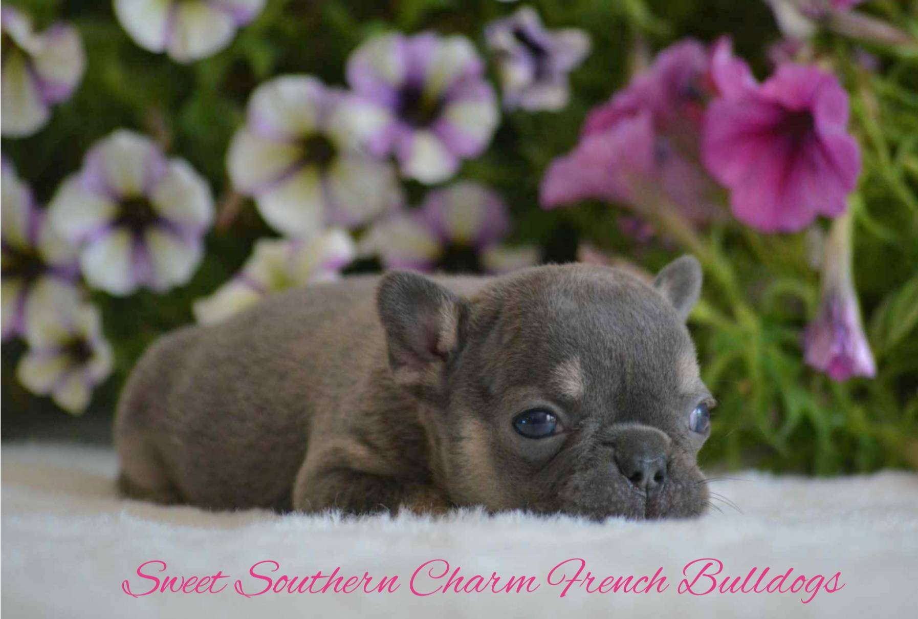 Blue and Tan Female French Bulldog Puppy_Litter 2_05-22-24