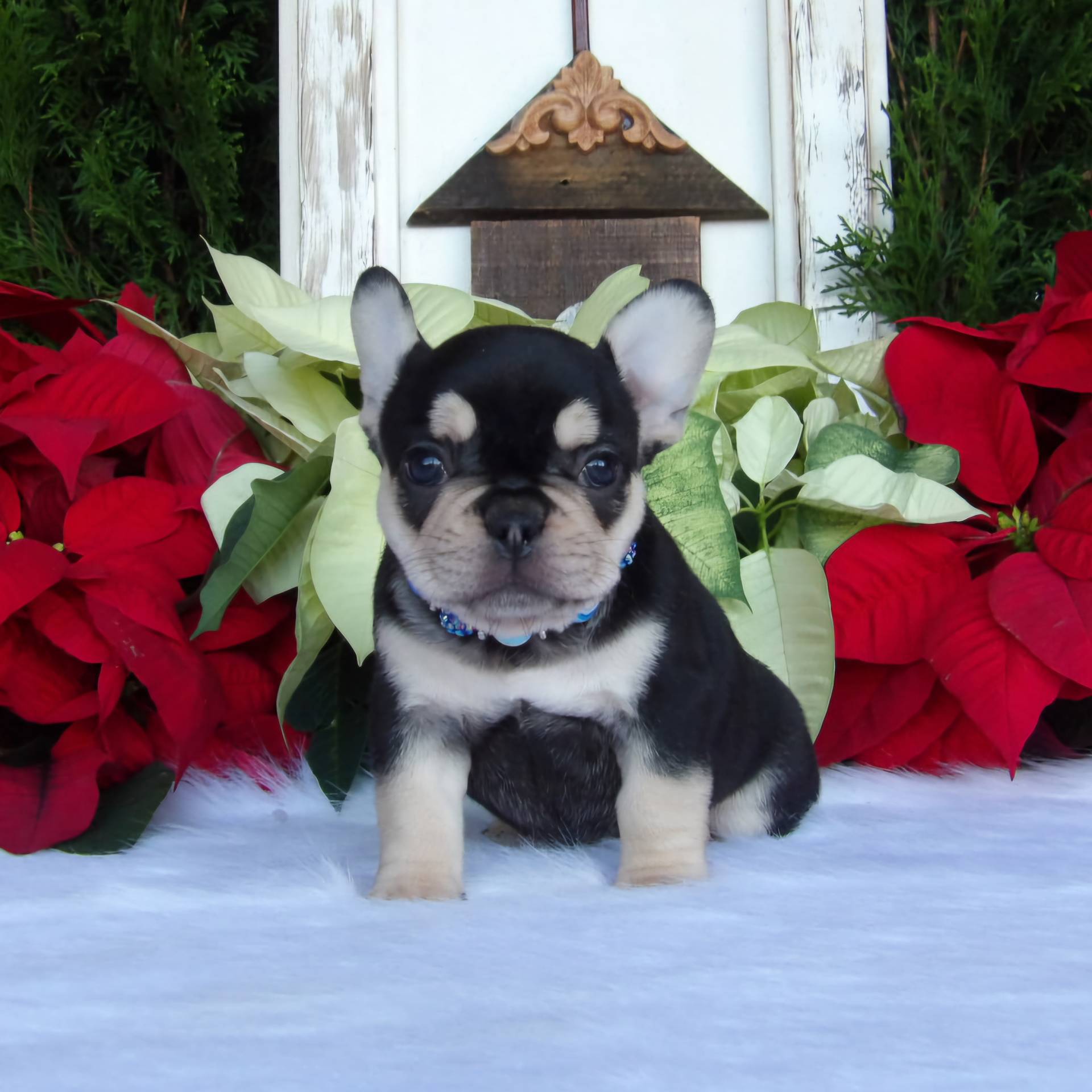 Chocolate & Tan Male French Bulldog Puppy in Alabama - Born 10-15-24