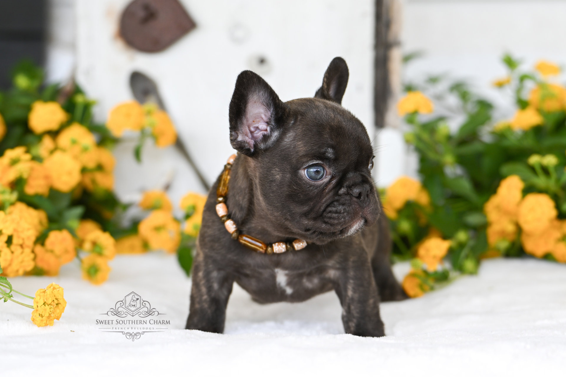 Coco Brindle Male French Bulldog Puppy 3 - Litter 3-24-25_3