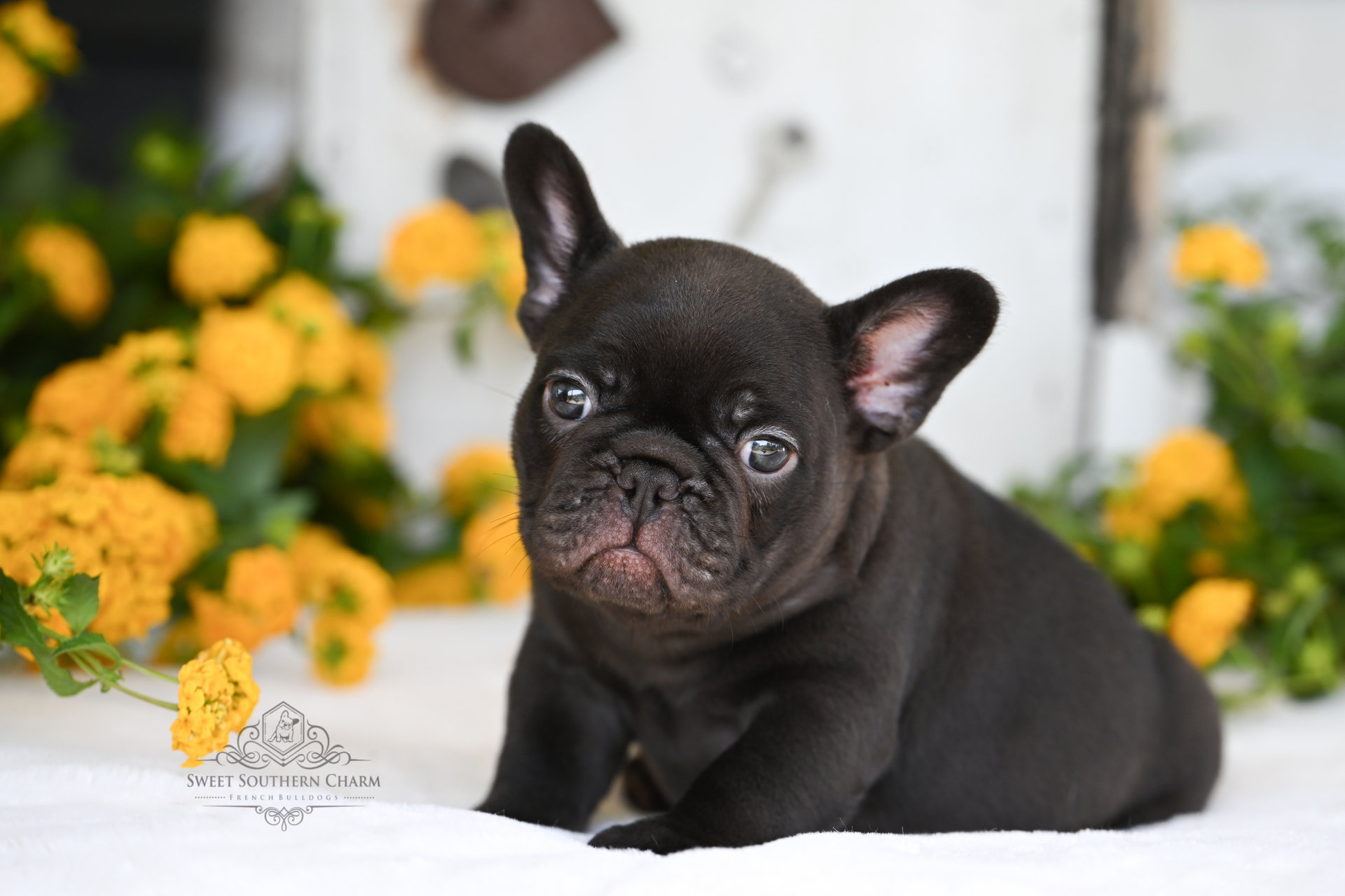 Coco Male French Bulldog Puppy 4 - Litter 3-24-25_3