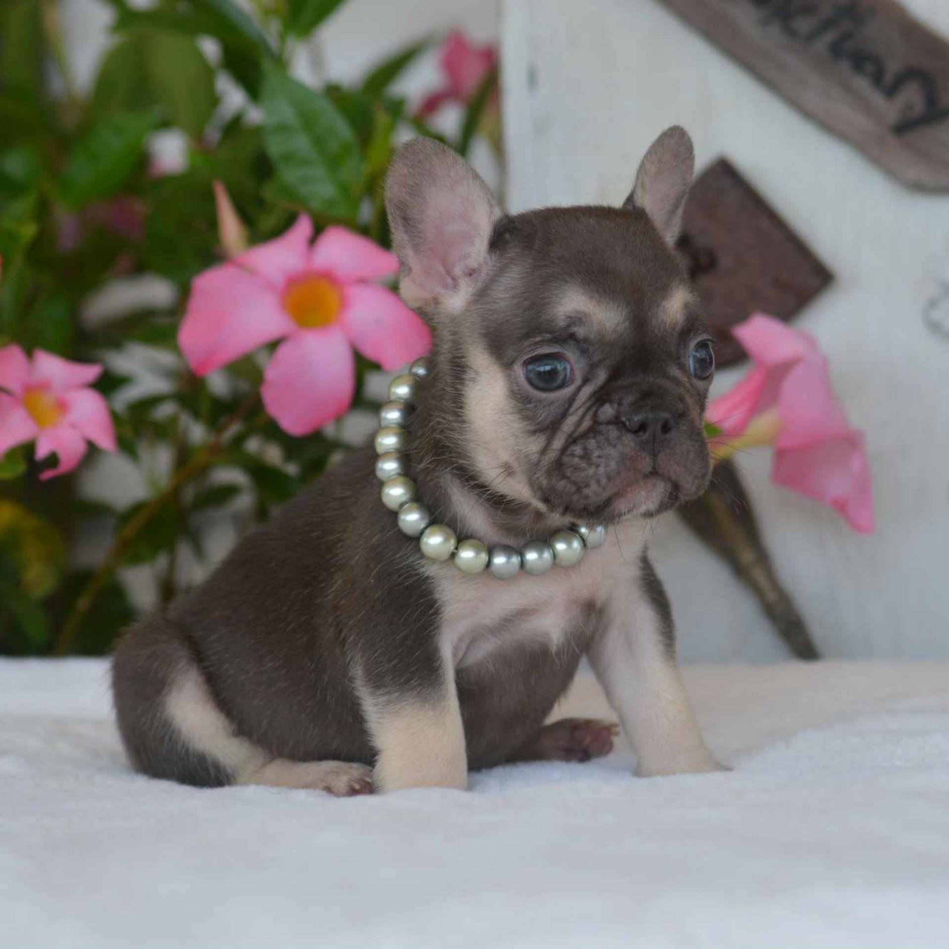 Coco & Tan Male French Bulldog Puppy_7-1-24