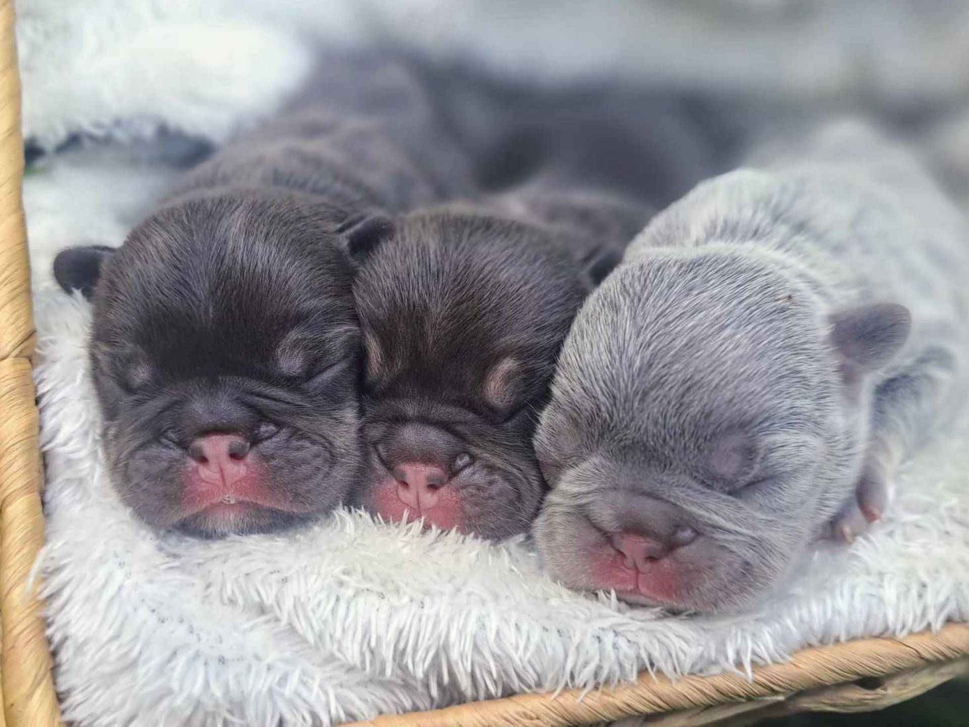 French Bulldog Puppies - Avail May 2024 - Lilac & Tan Female, Coco & Tan Female, & Coco & Tan Male