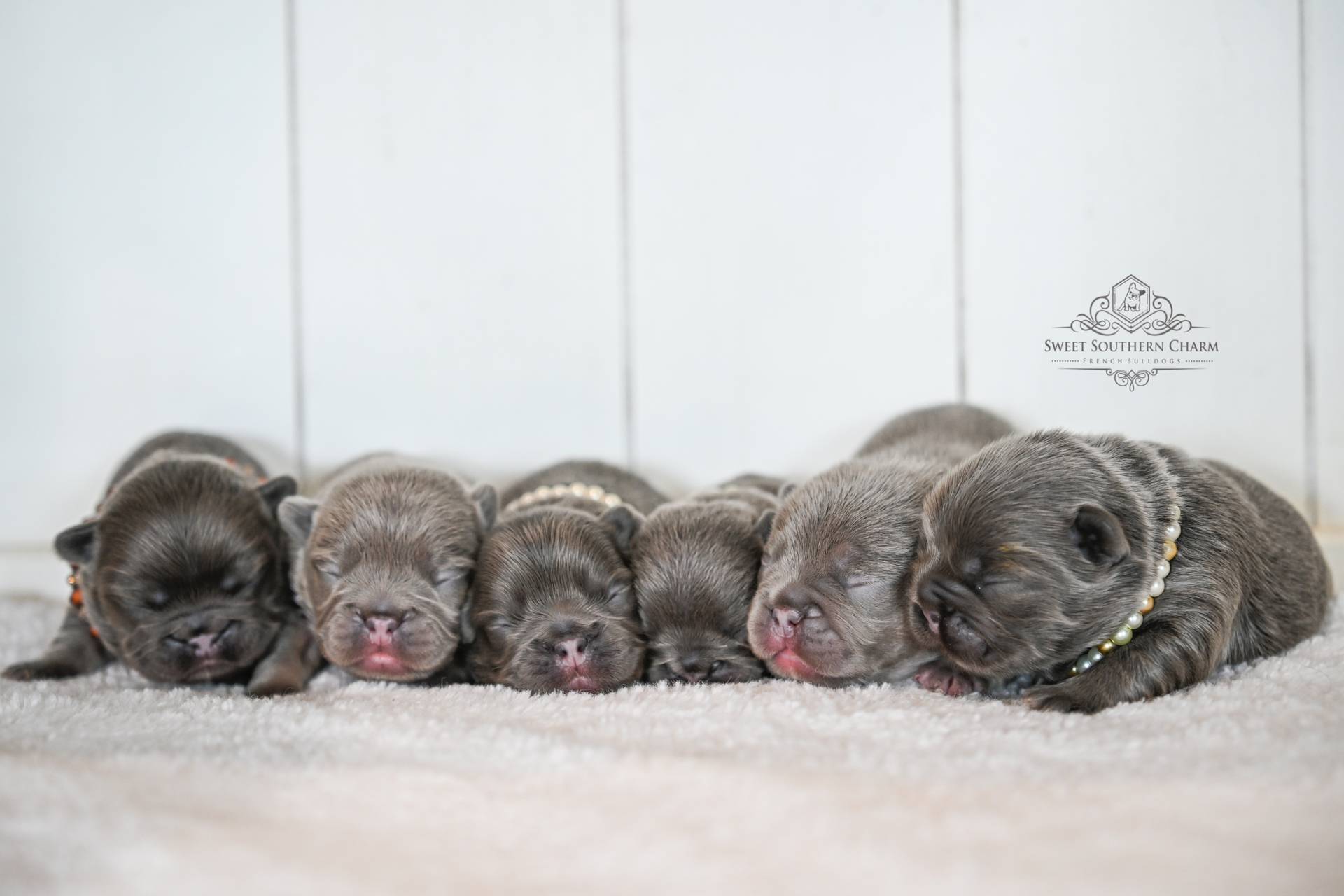 French Bulldog Puppies for Sale by Sweet Southern Charm - 4 Females & 2 Males - Litter 9-28-25