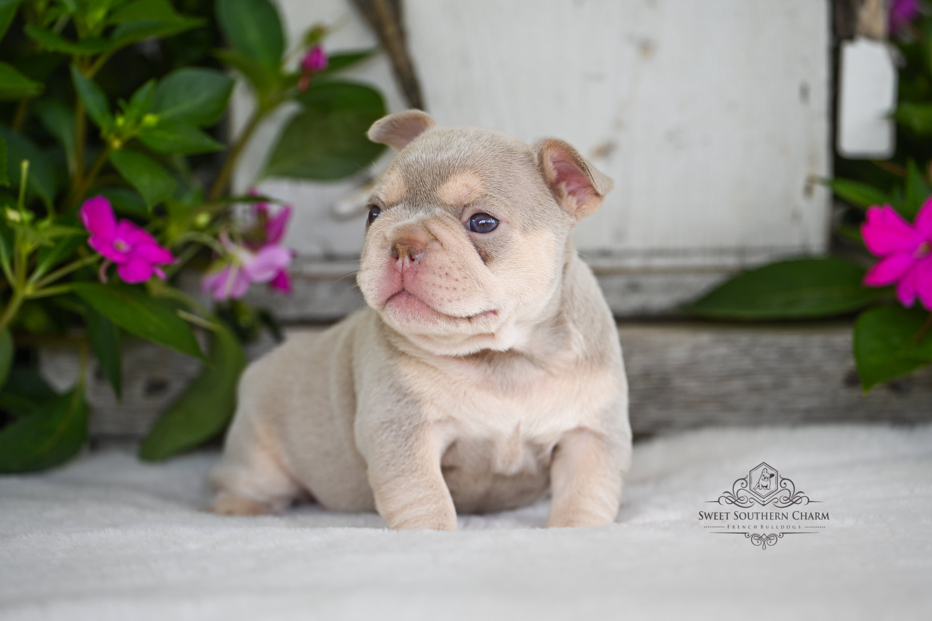 Isbella and Tan Female French Bulldog Puppy - Litter 5-14-25