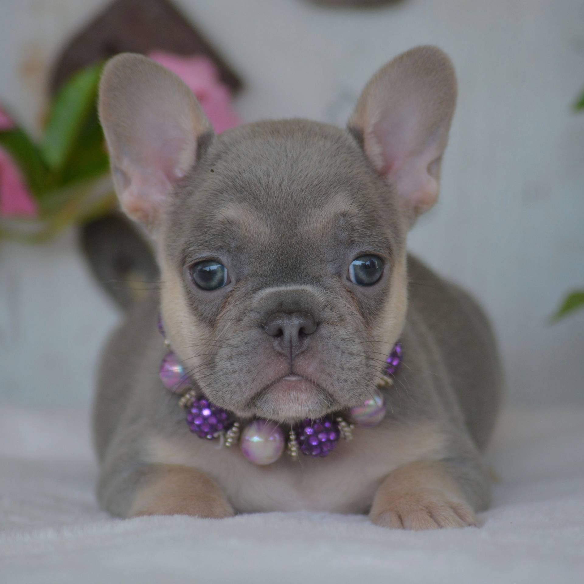 Lilac Female French Bulldog Puppy_7-1-24