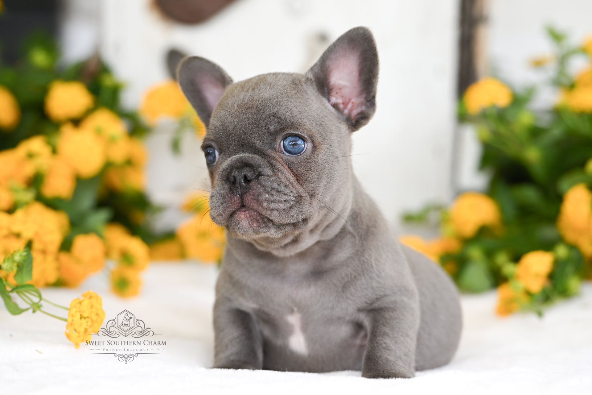 Lilac Male French Bulldog Puppy 5 - Litter 3-24-25_2