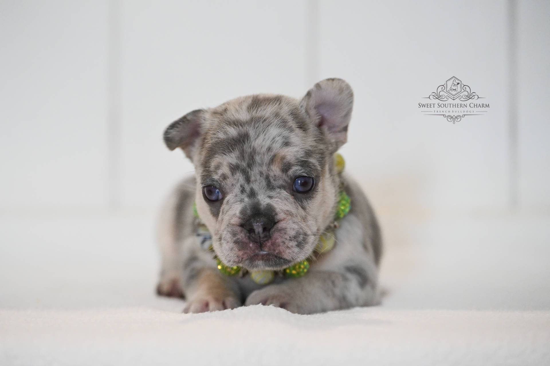Lilac Merle Male 2 French Bulldog Puppy_Litter 11-11-25