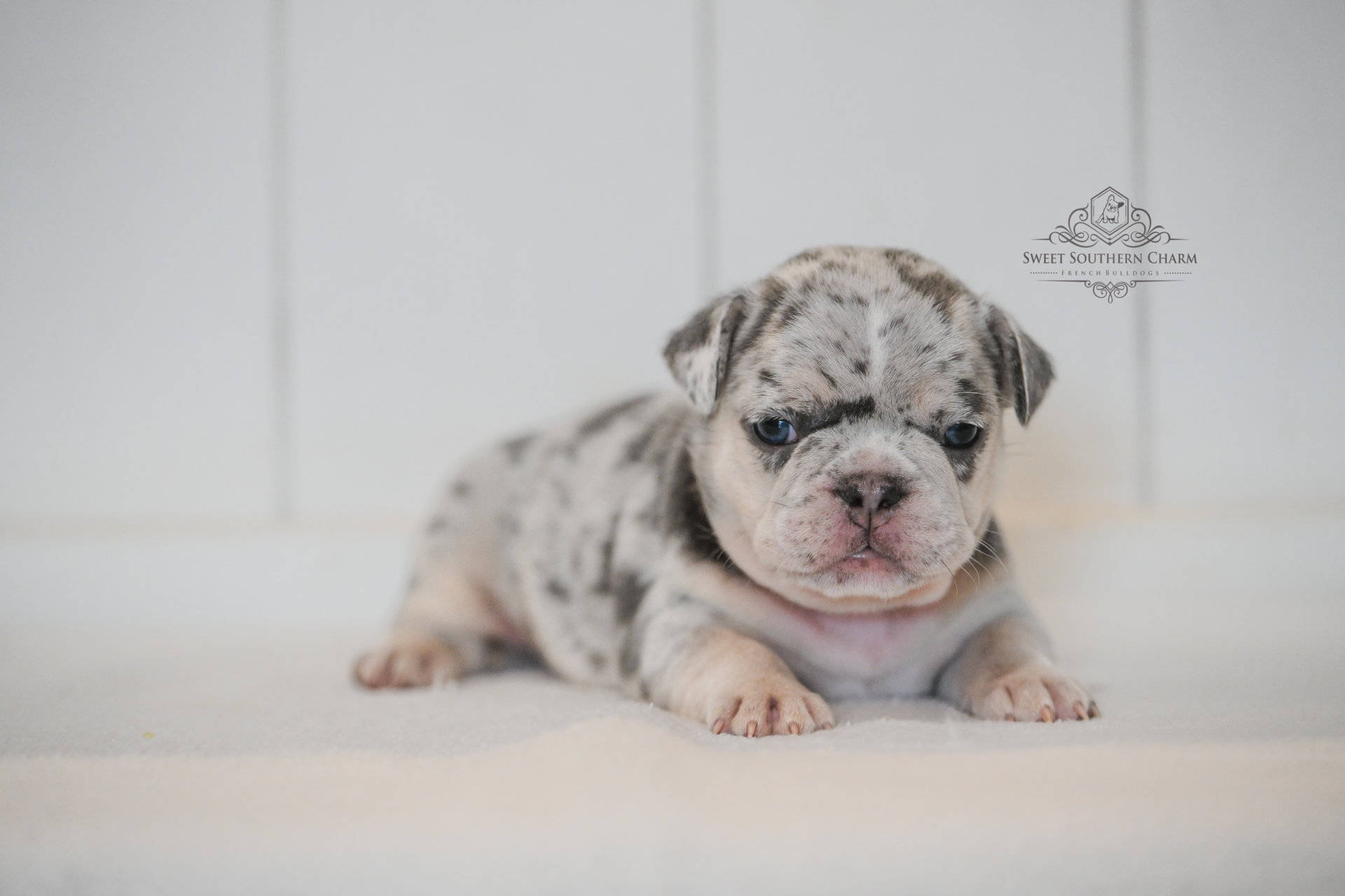 Lilac Merle Male French Bulldog Puppy_Litter 11-11-25