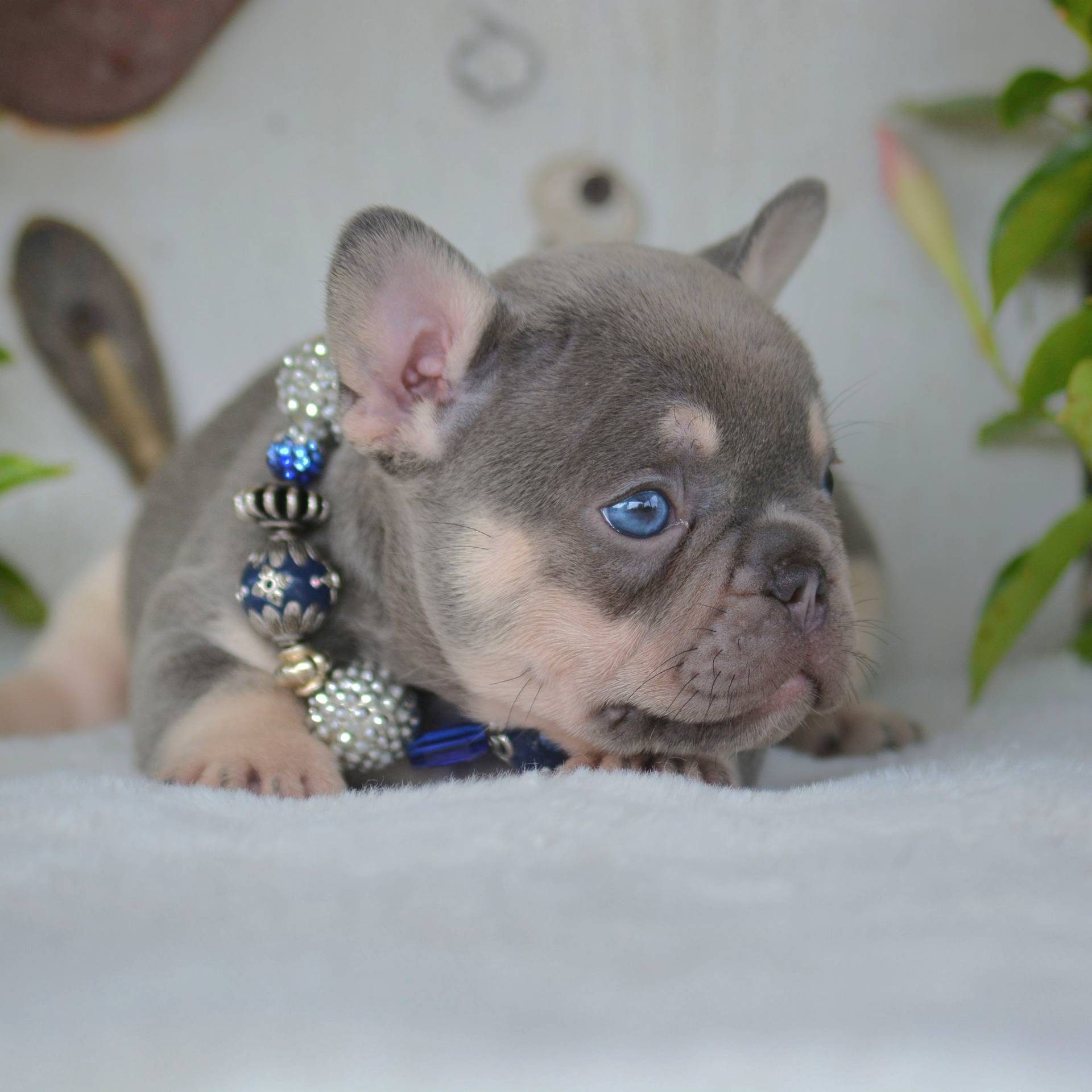 Lilac & Tan Male French Bulldog Puppy_July 30 2024