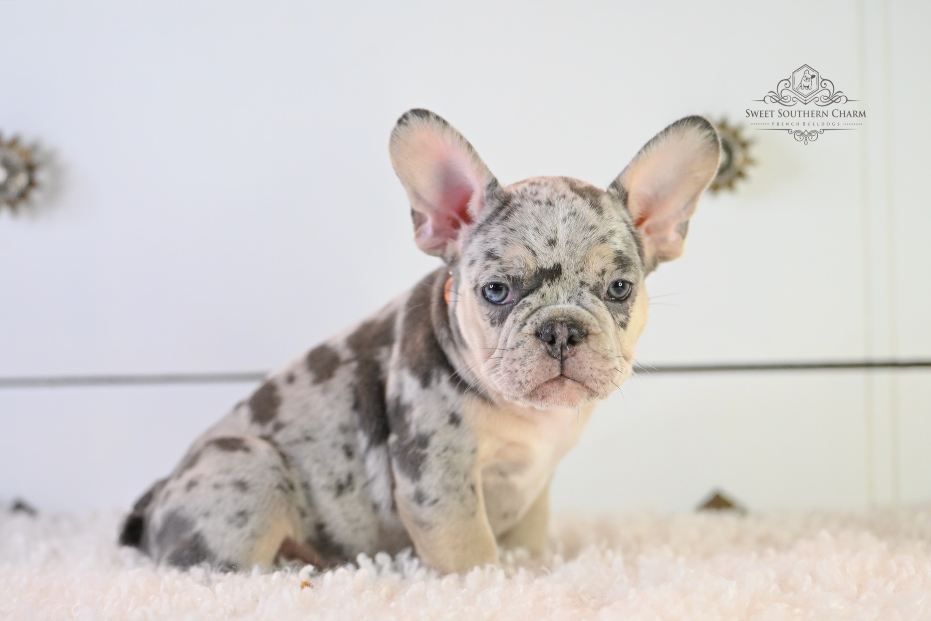 Lilac & Tan Merle Male French Bulldog Puppy_Litter 11-11-25_3