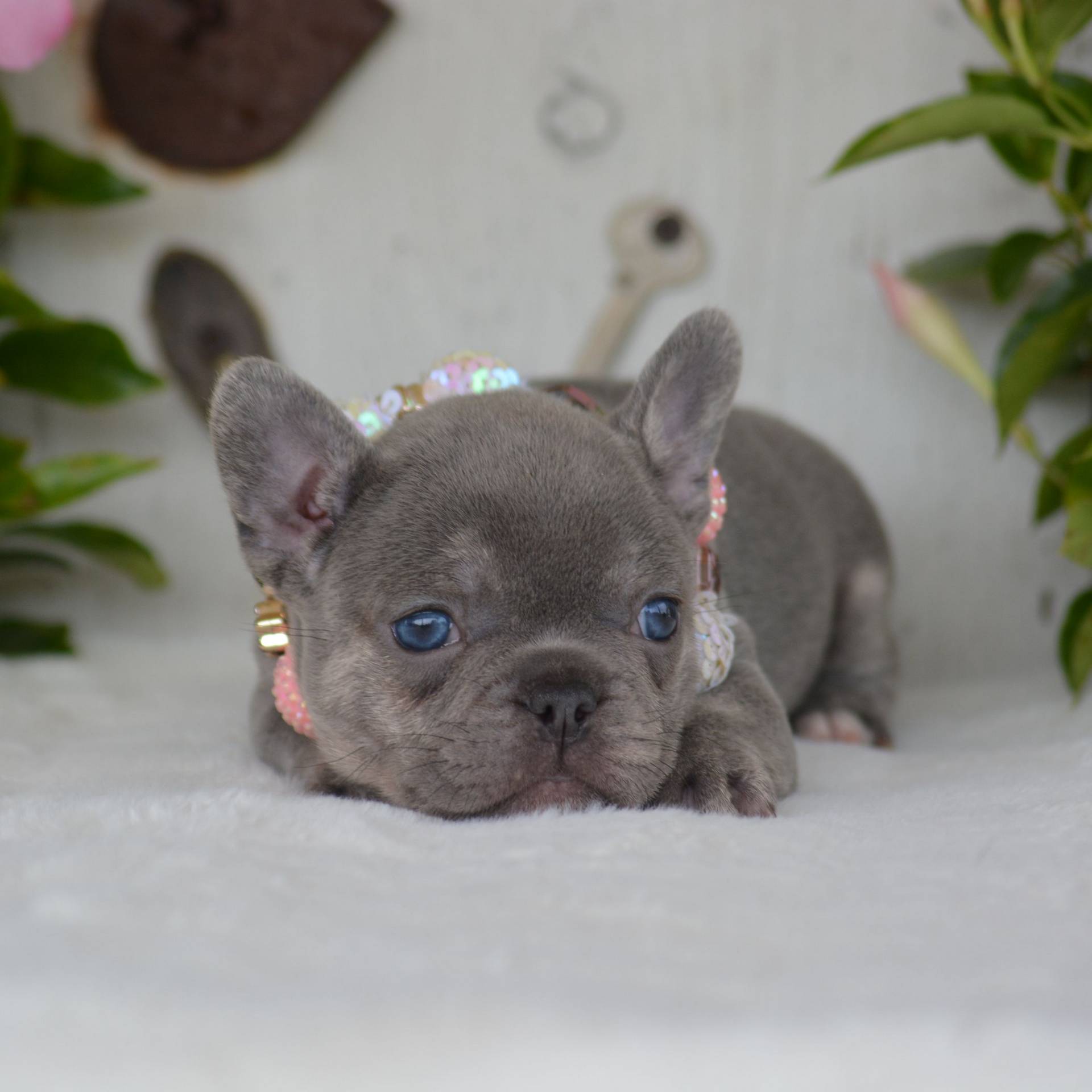 Lilac Trindle Female French Bulldog Puppy_July 30 2024