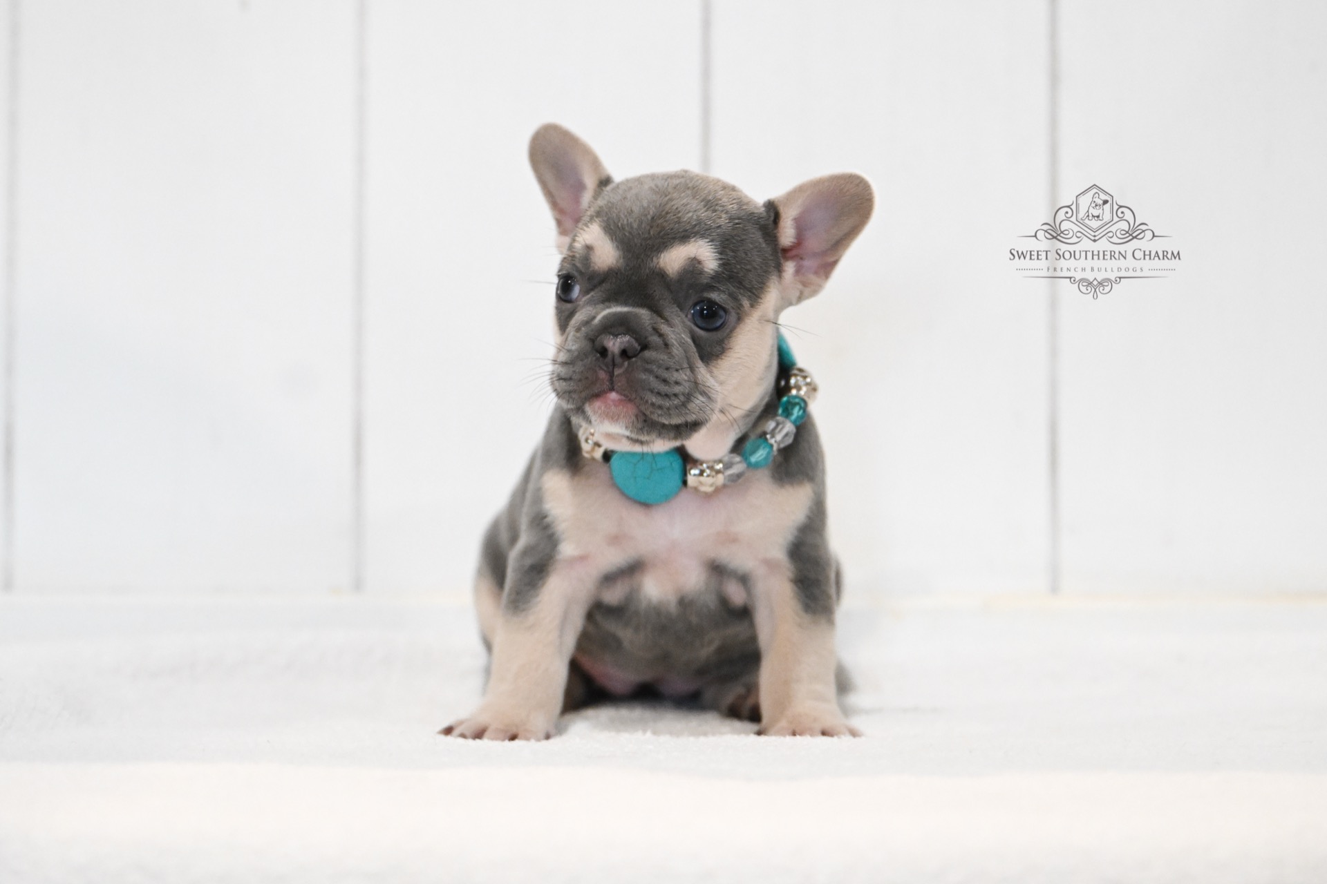 Lilac and Tan 2 Female French Bulldog Puppy - Annabelle Lux Litter 11-18-25