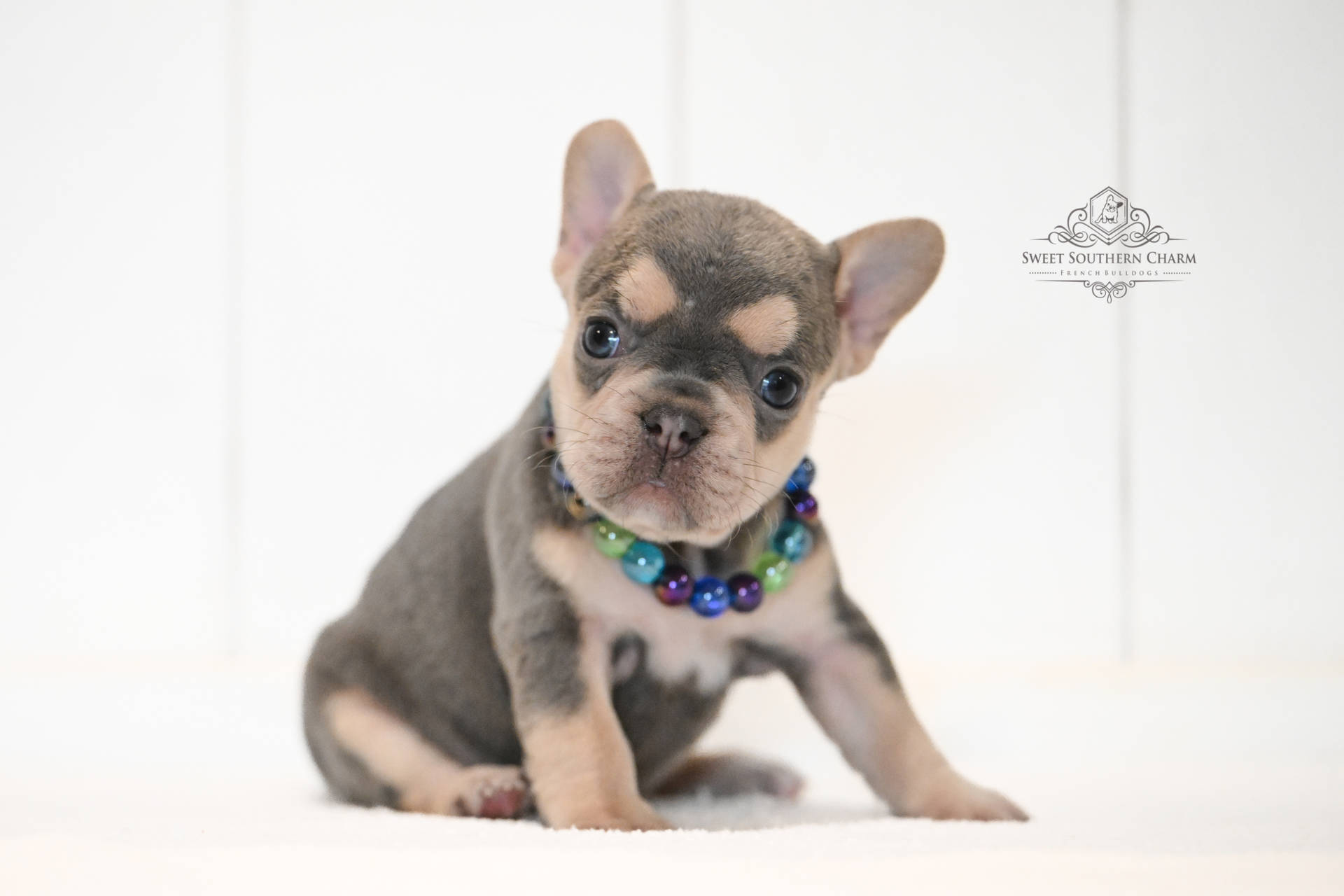 Lilac and Tan Female French Bulldog Puppy - Annabelle Lux Litter 11-18-25