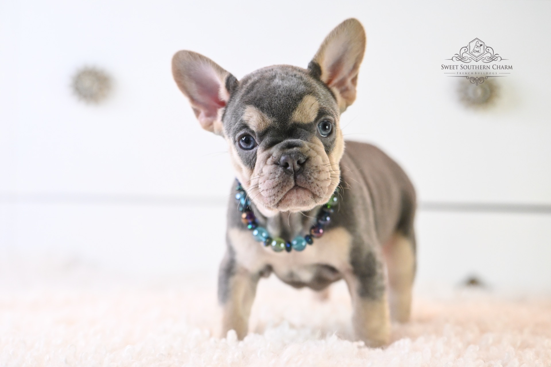 Lilac and Tan Female French Bulldog Puppy - Annabelle Lux Litter 11-18-25_3
