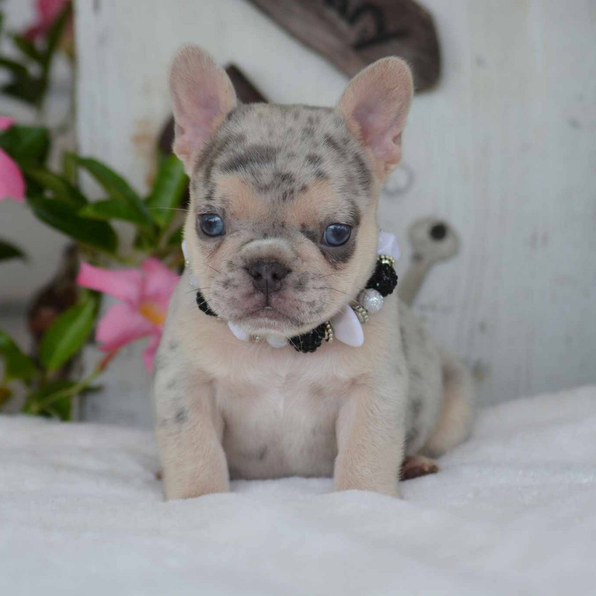 Lilac and Tan Male 1 French Bulldog Puppy_7-1-24