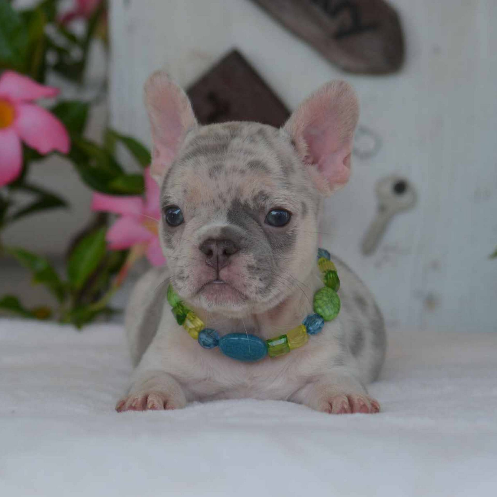 Lilac and Tan Male 2 French Bulldog Puppy_7-1-24