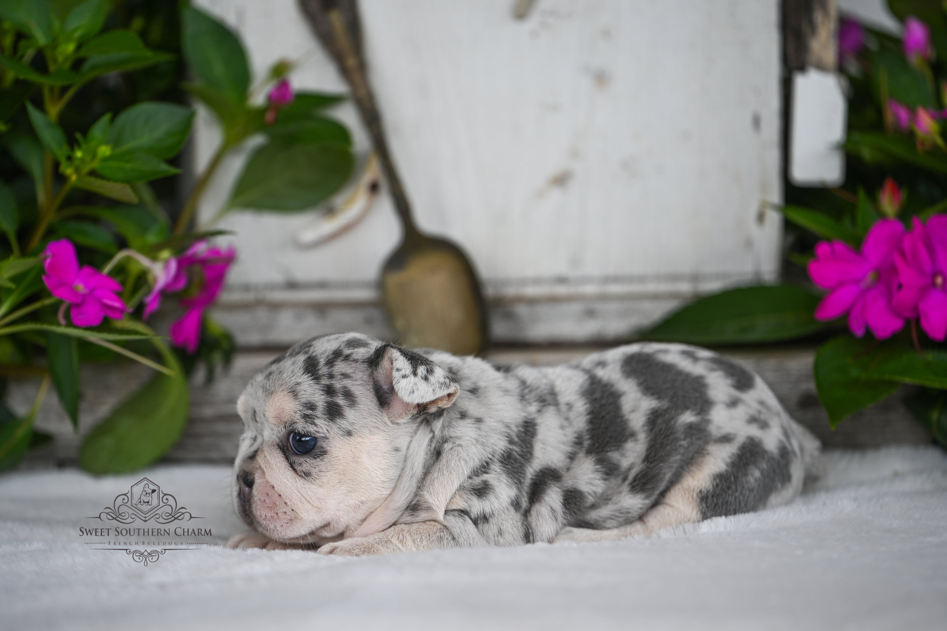 Lilac and Tan Merle Female French Bulldog Puppy - Litter 5-14-25