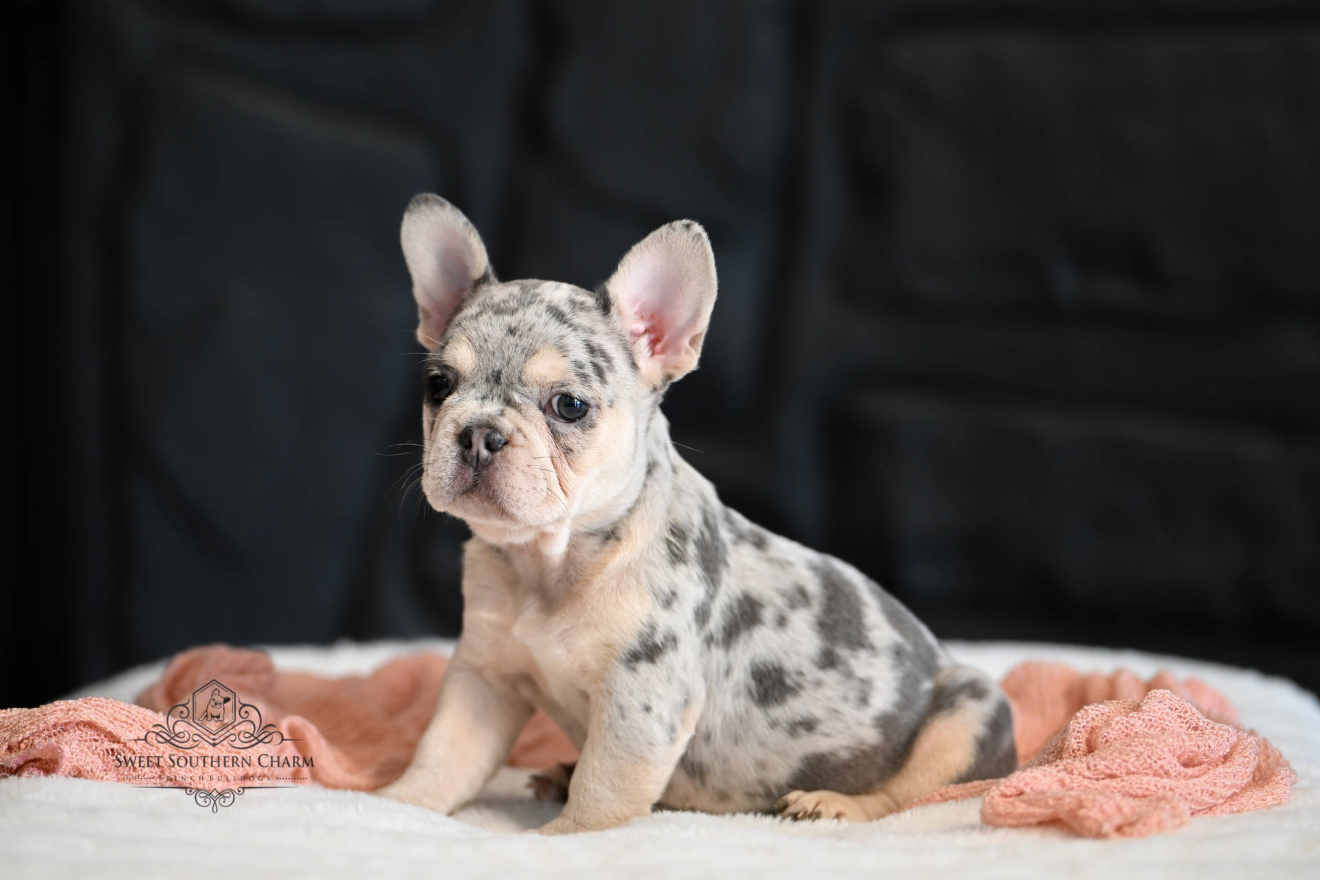 Lilac and Tan Merle Female French Bulldog Puppy - Litter 5-14-25_2