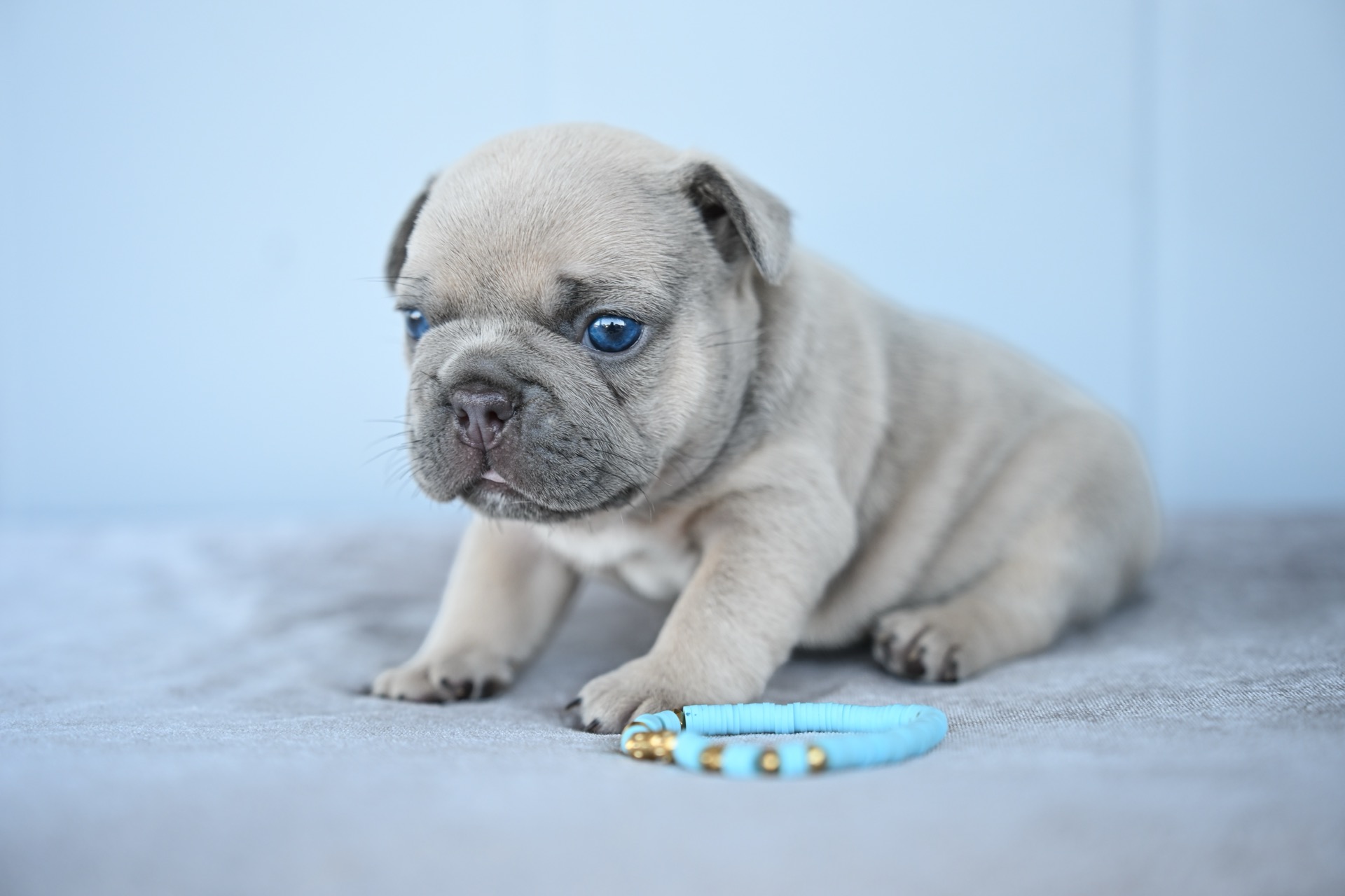 Litter 8-2-2026_Blue Fawn Female French Bulldog Puppy_3