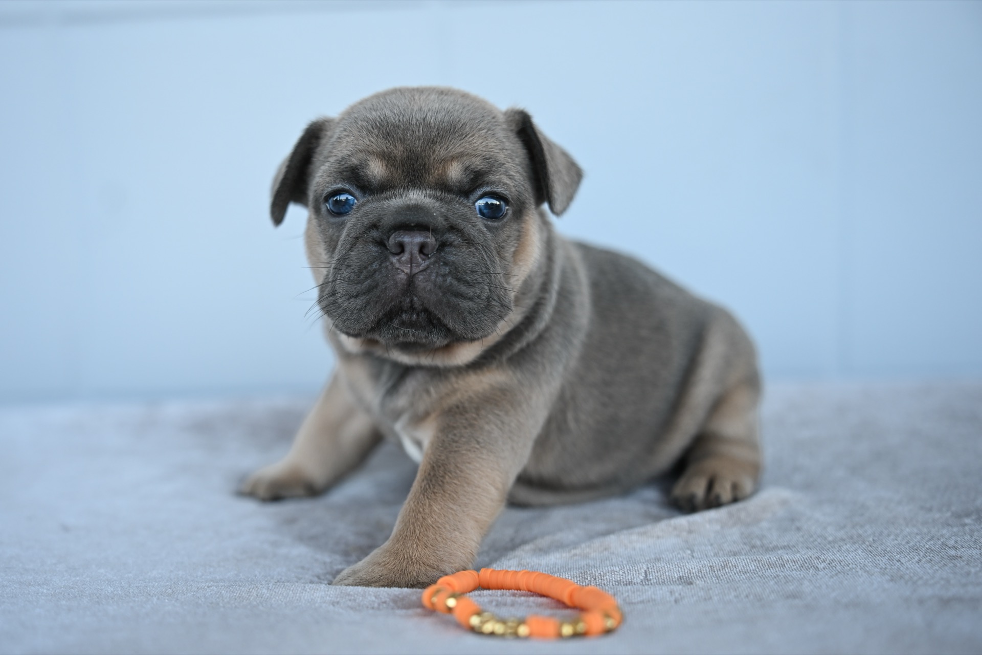 Litter 8-2-2026_Blue Fawn Sable Female French Bulldog Puppy_3