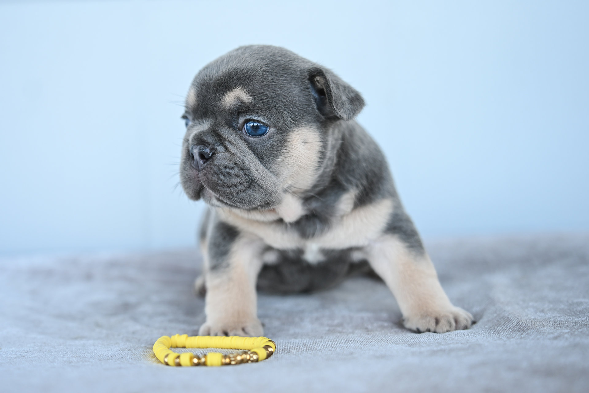 Litter 8-2-2026_Blue and Tan Female French Bulldog Puppy_1_3