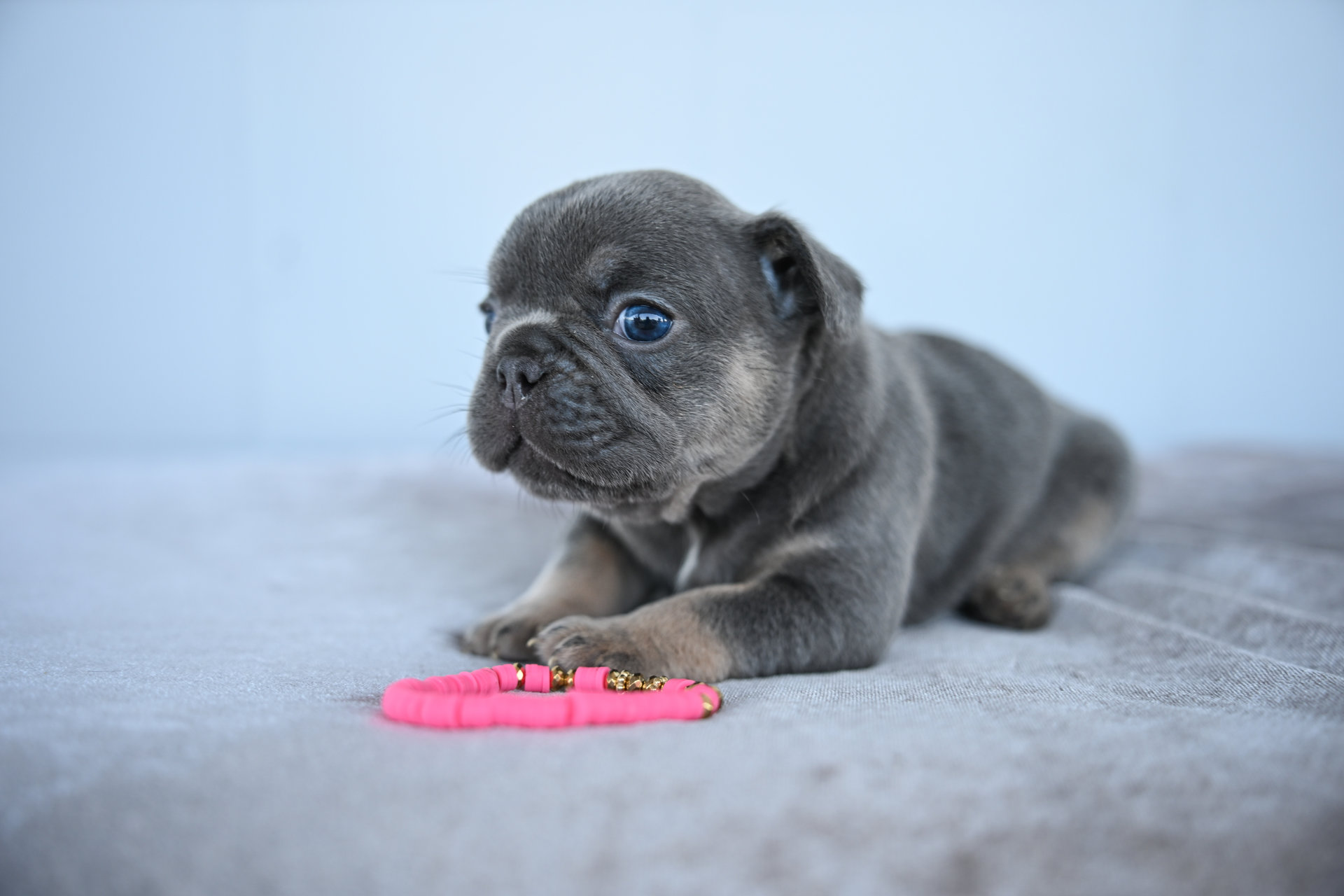 Litter 8-2-2026_Blue and Tan Female French Bulldog Puppy_2_3